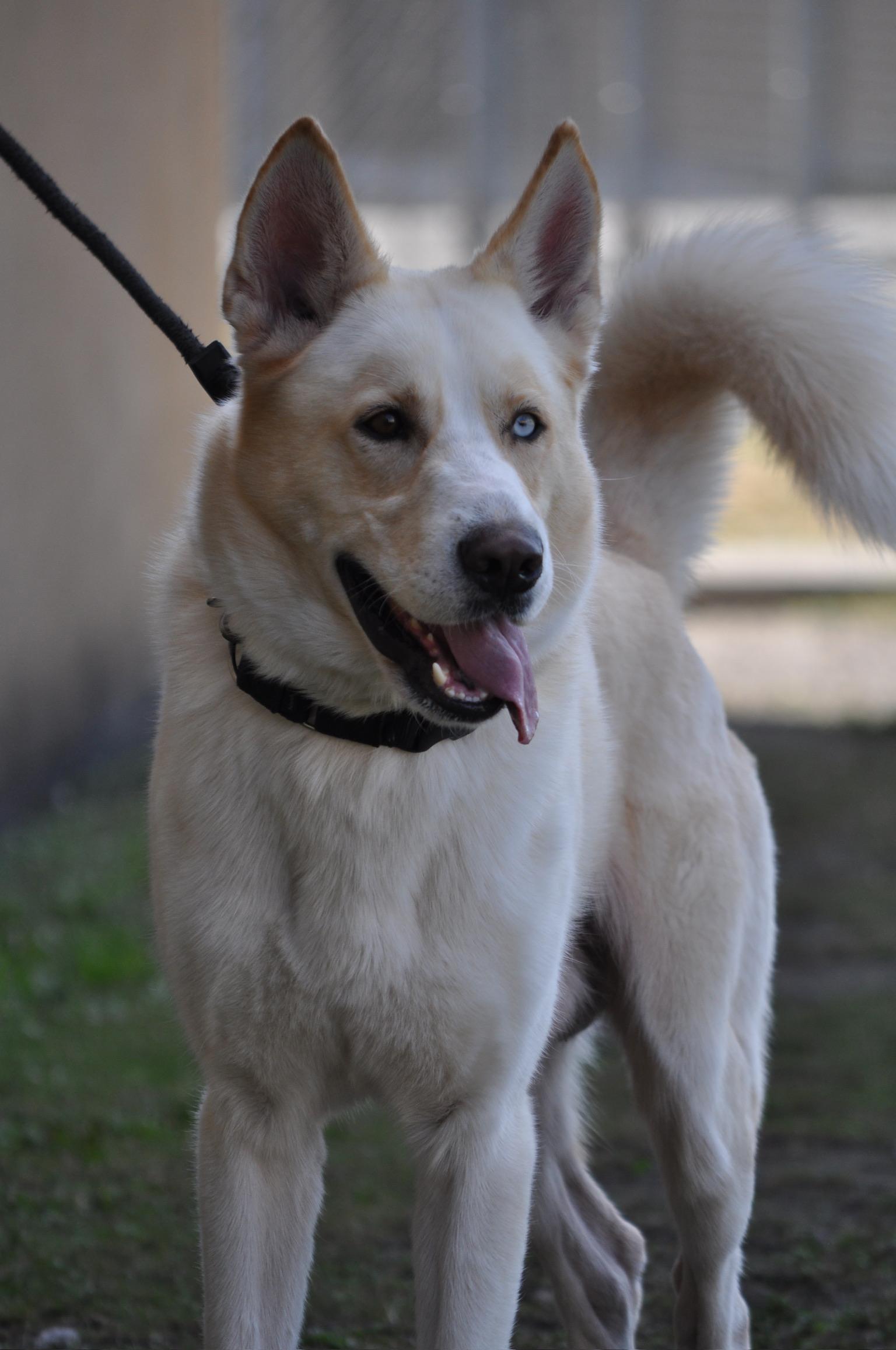 Enlarge Jackson - TRAINED DOG , a ADOPTABLE mixed breed in Miami, FL image 1/1