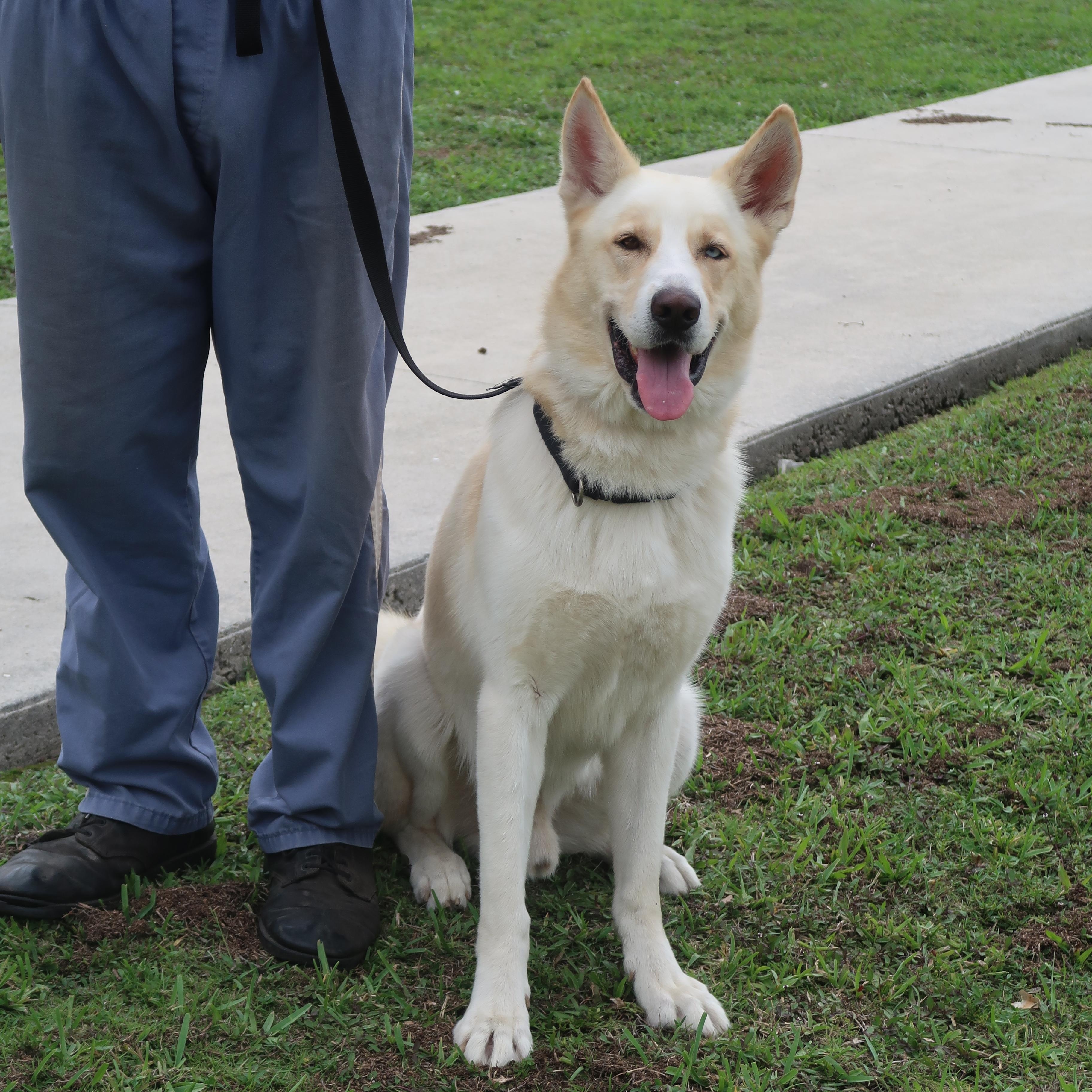 Enlarge Jackson - TRAINED DOG , a ADOPTABLE mixed breed in Miami, FL image 4/4