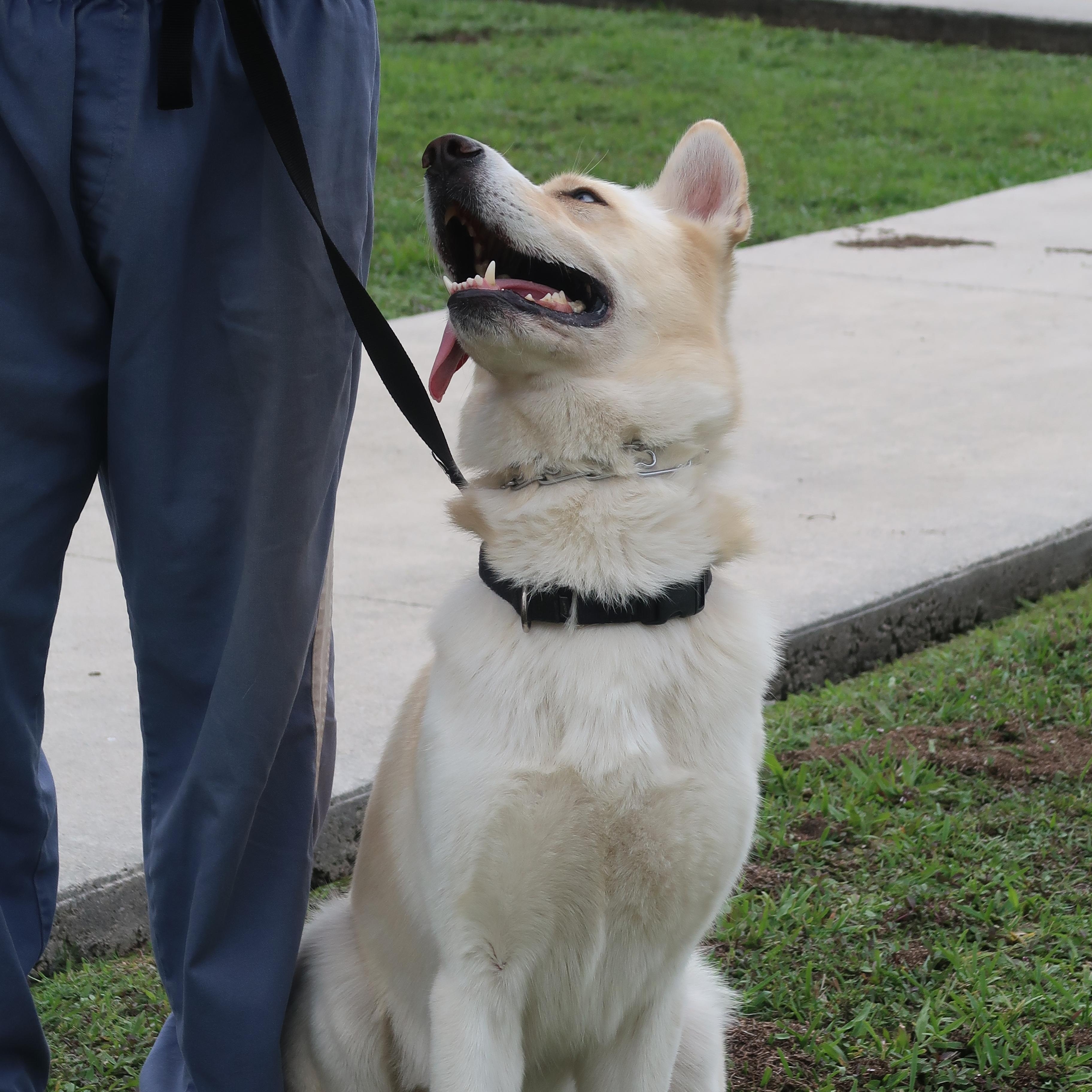 Enlarge Jackson - TRAINED DOG , a ADOPTABLE mixed breed in Miami, FL image 3/4