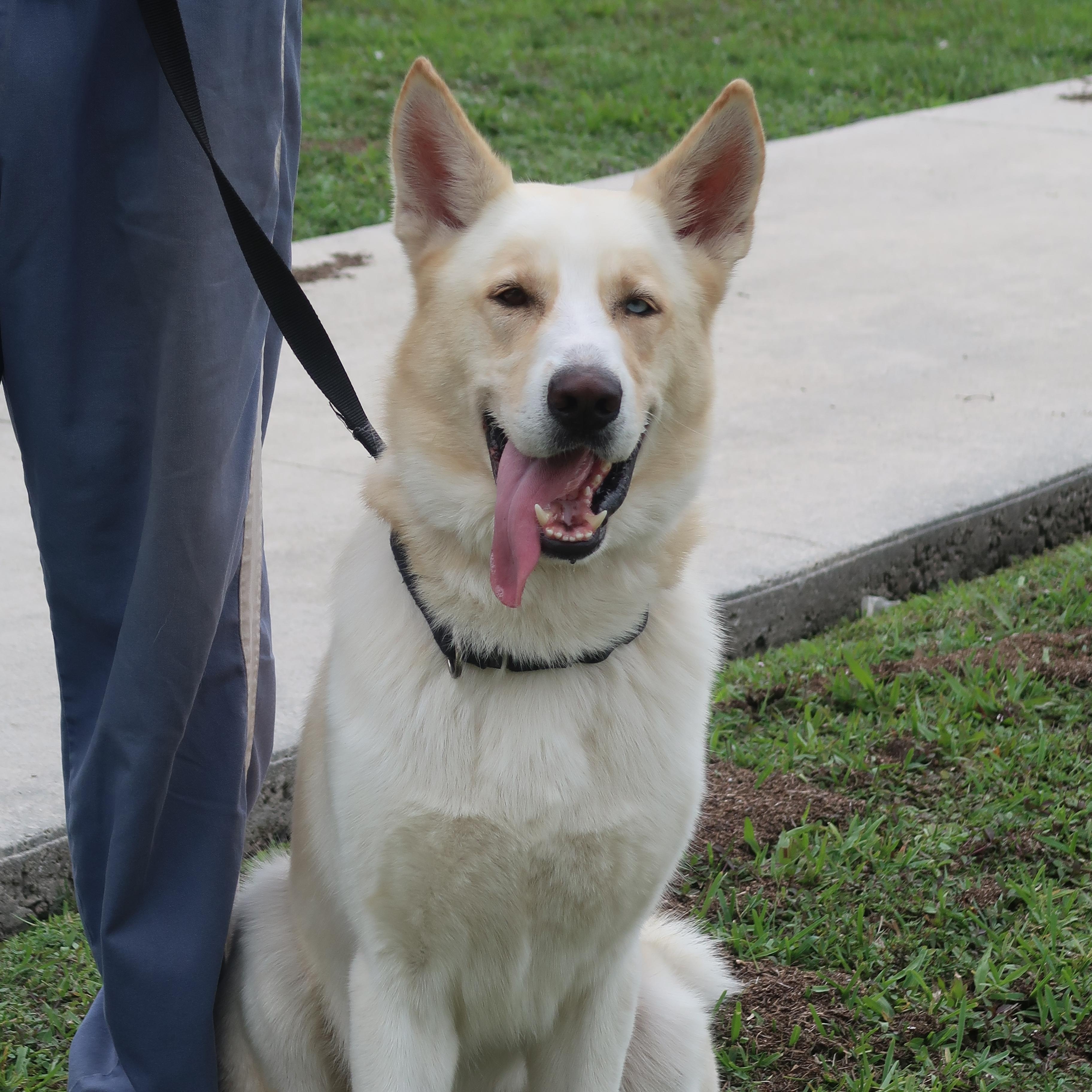 Jackson - TRAINED DOG , ADOPTABLE, Adult Male Husky & German Shepherd Dog.