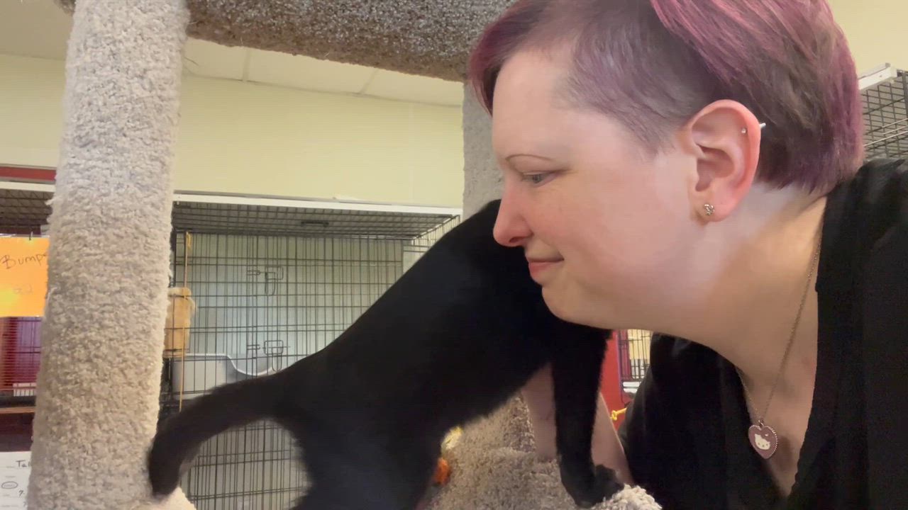 Enlarge Stitch, a Adoptable mixed breed in Hillsboro, TX video 6/6
