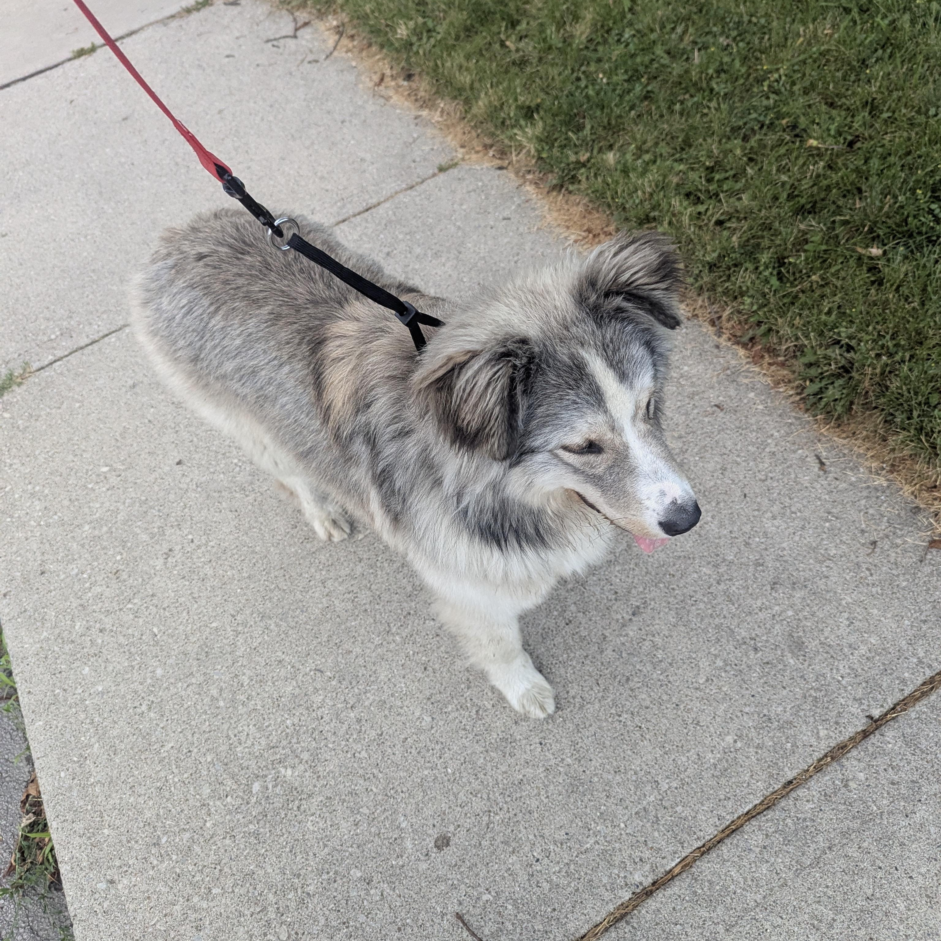 Brownie, a Adoptable mixed breed in Hamilton, ON image 3/6