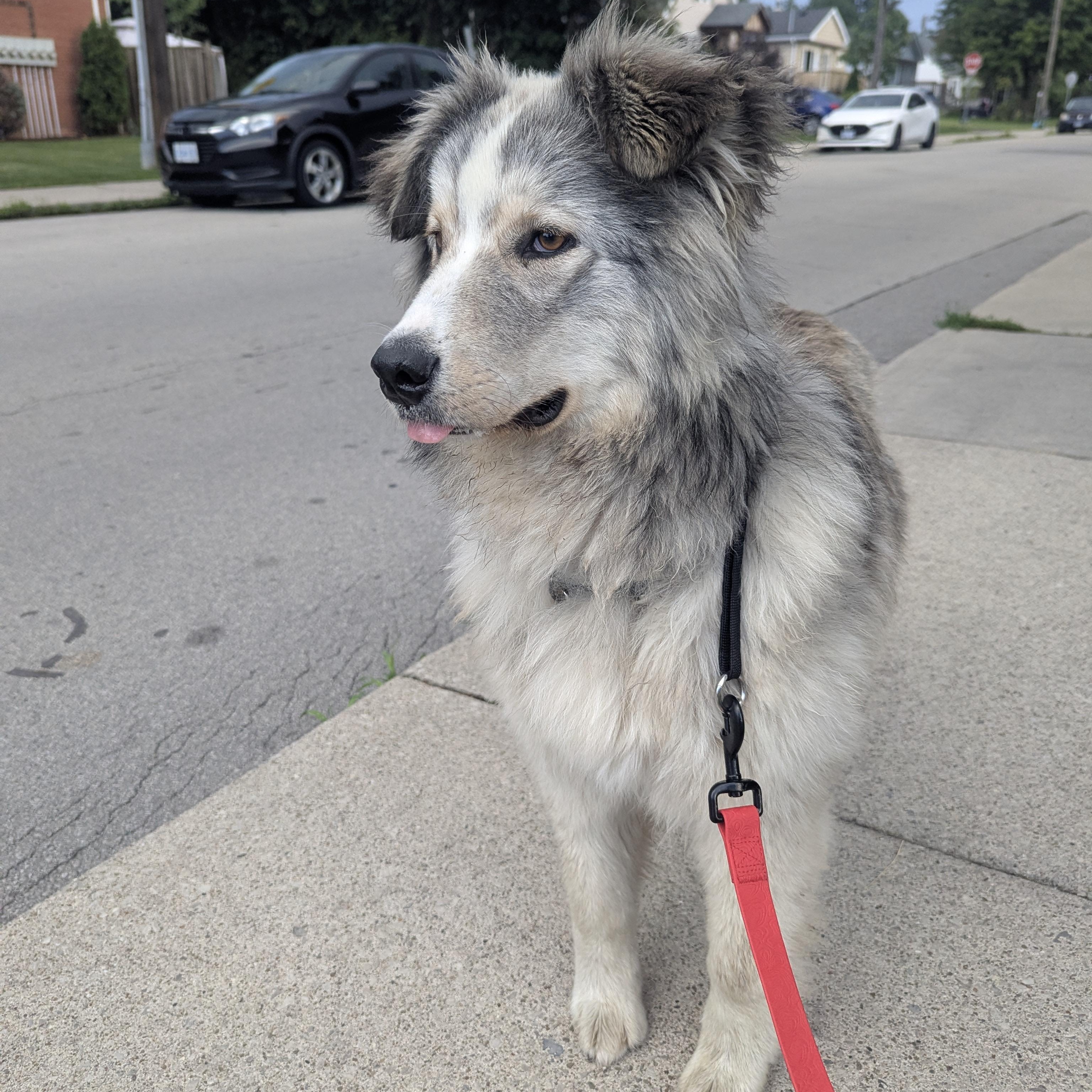 Brownie, a Adoptable mixed breed in Hamilton, ON image 5/6