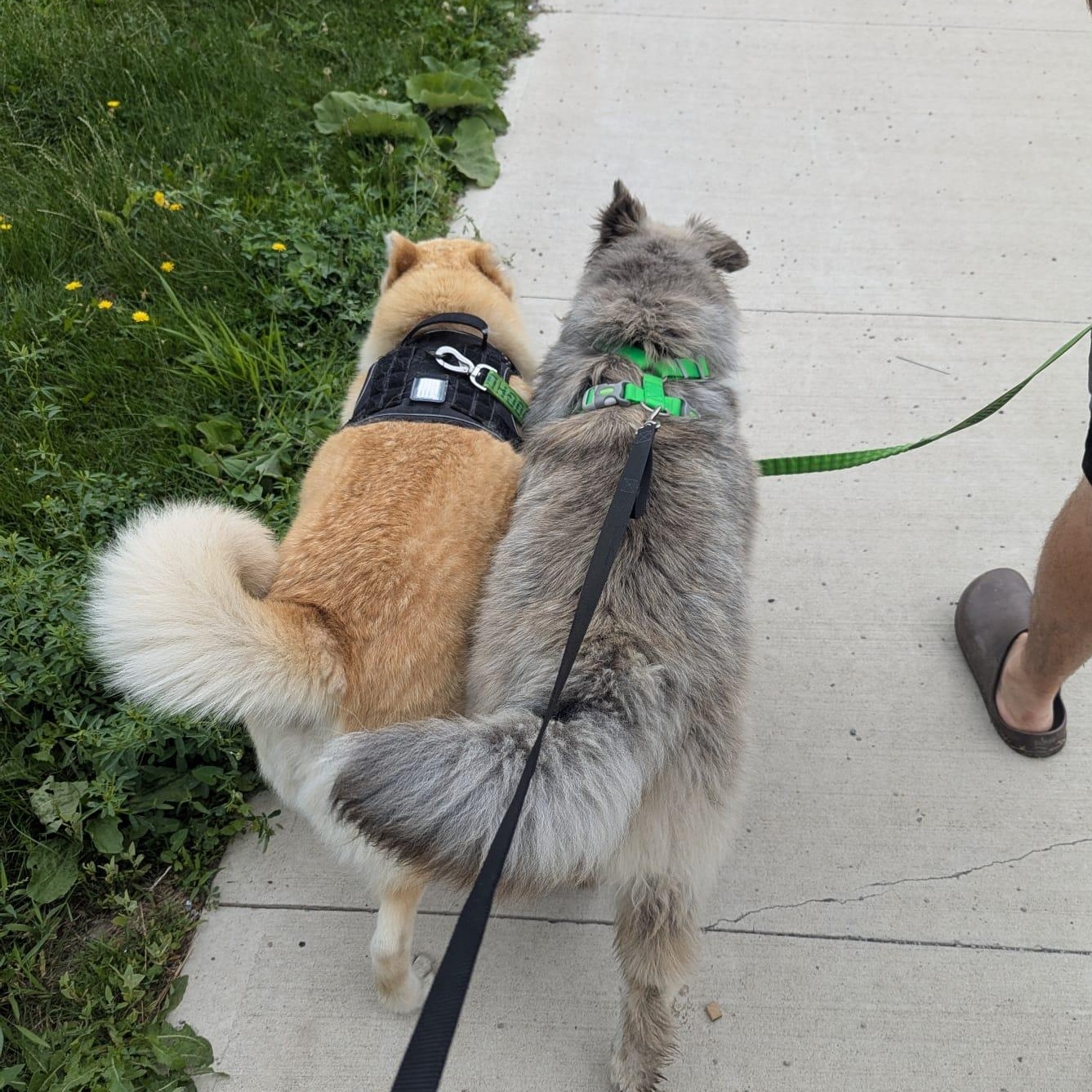 Brownie, a Adoptable mixed breed in Hamilton, ON image 6/6