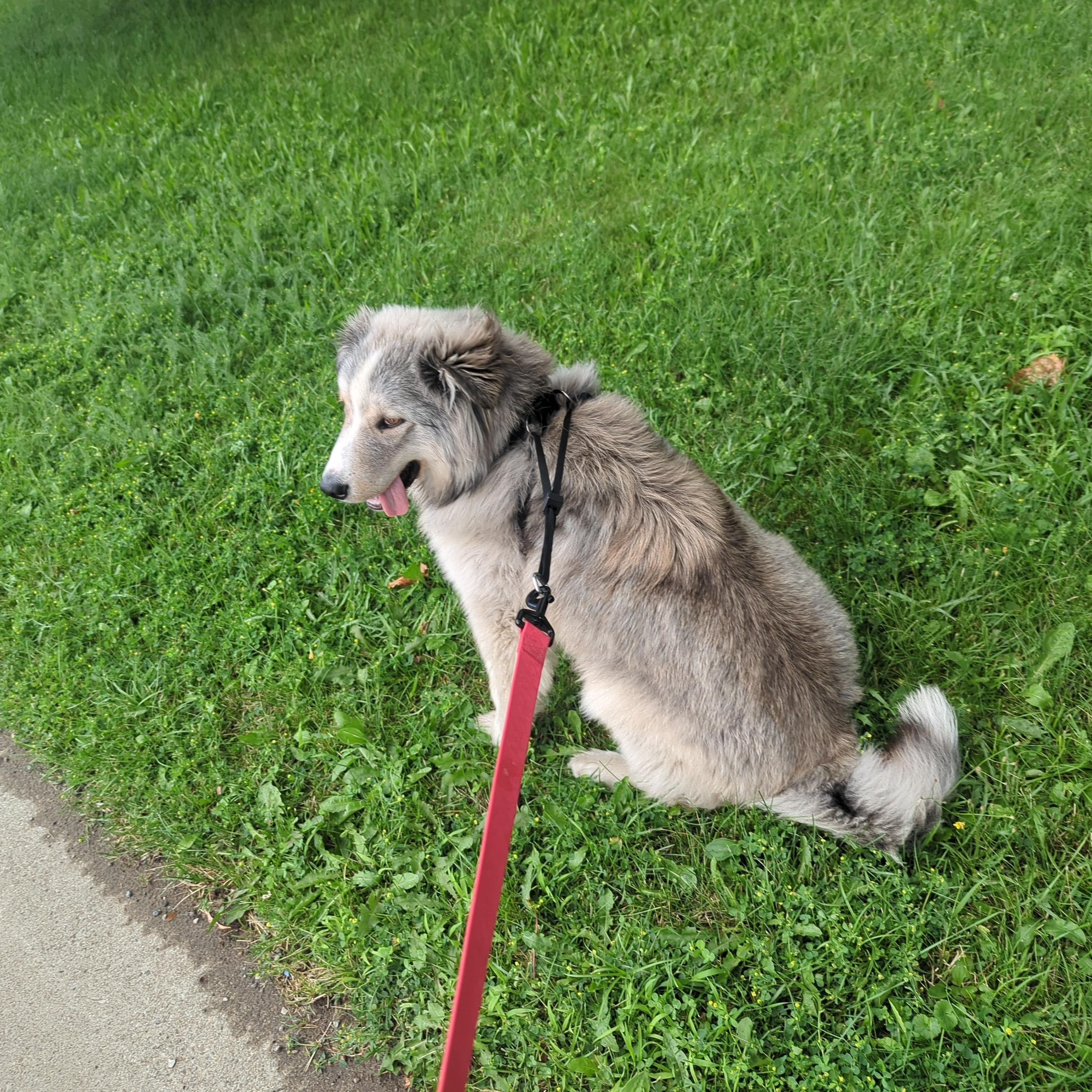 Brownie, a Adoptable mixed breed in Hamilton, ON image 4/6