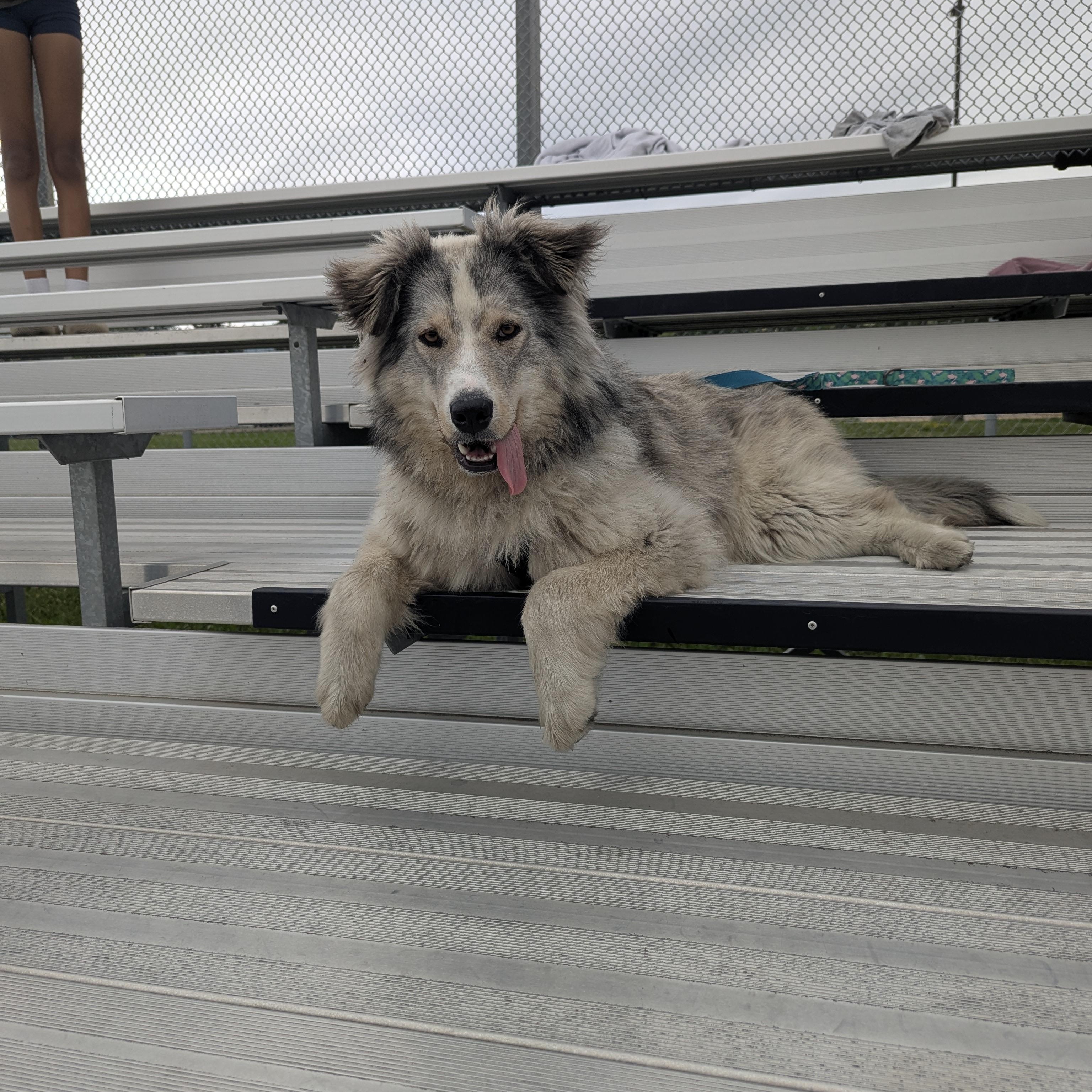 Brownie, a Adoptable mixed breed in Hamilton, ON image 2/6