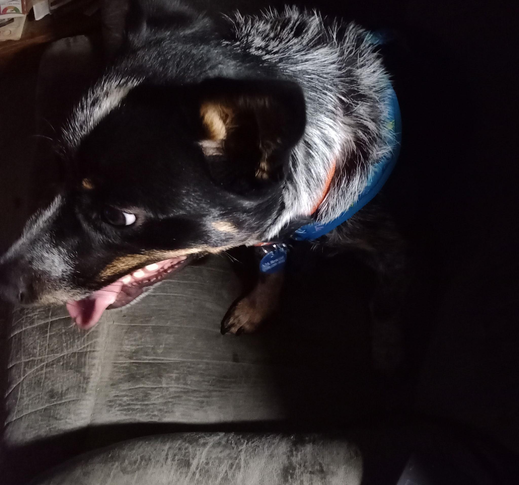 Bud, a ADOPTABLE mixed breed in Pocatello, ID image 5/6