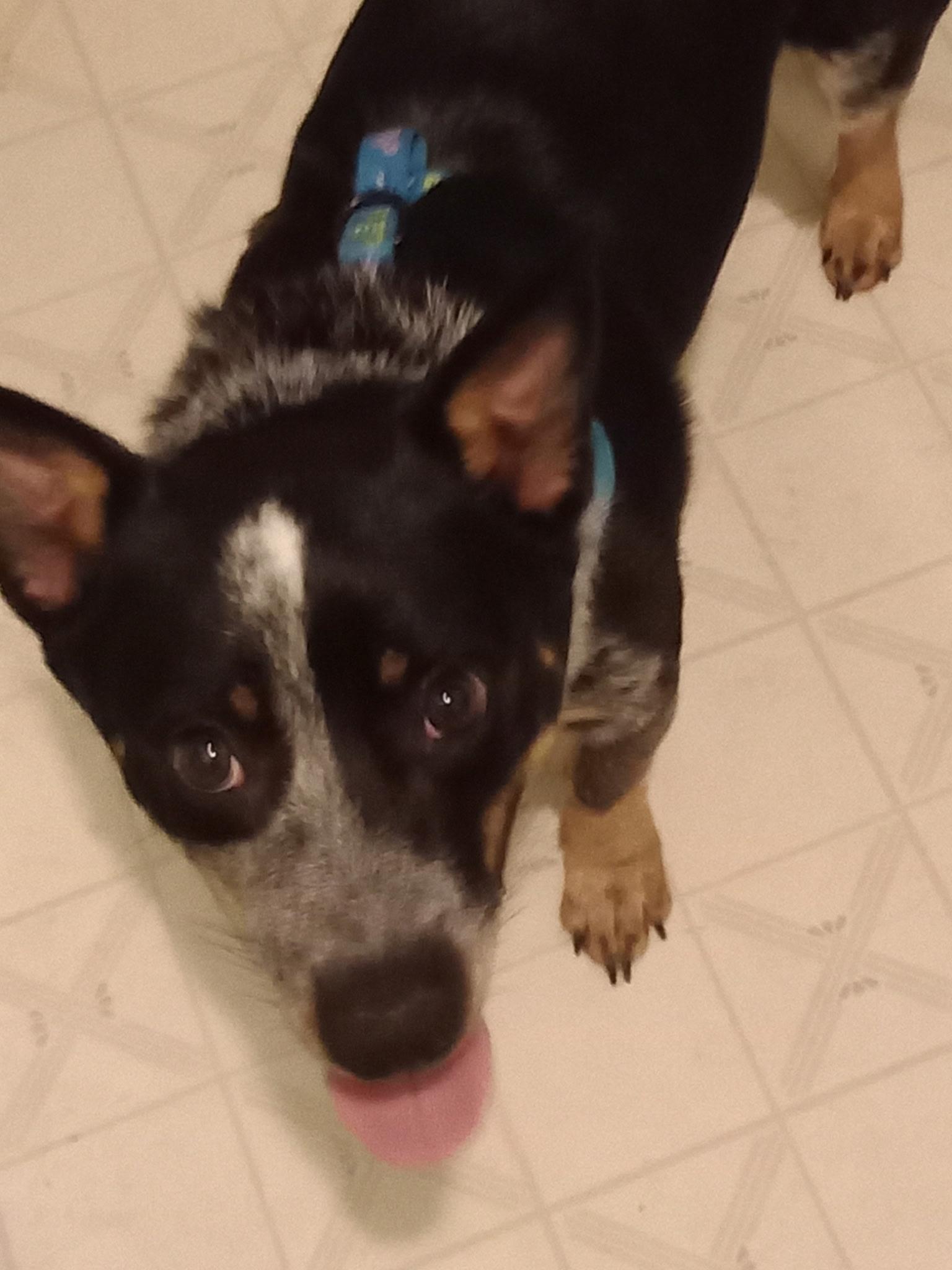 Bud, ADOPTABLE, Young Male Australian Cattle Dog / Blue Heeler.