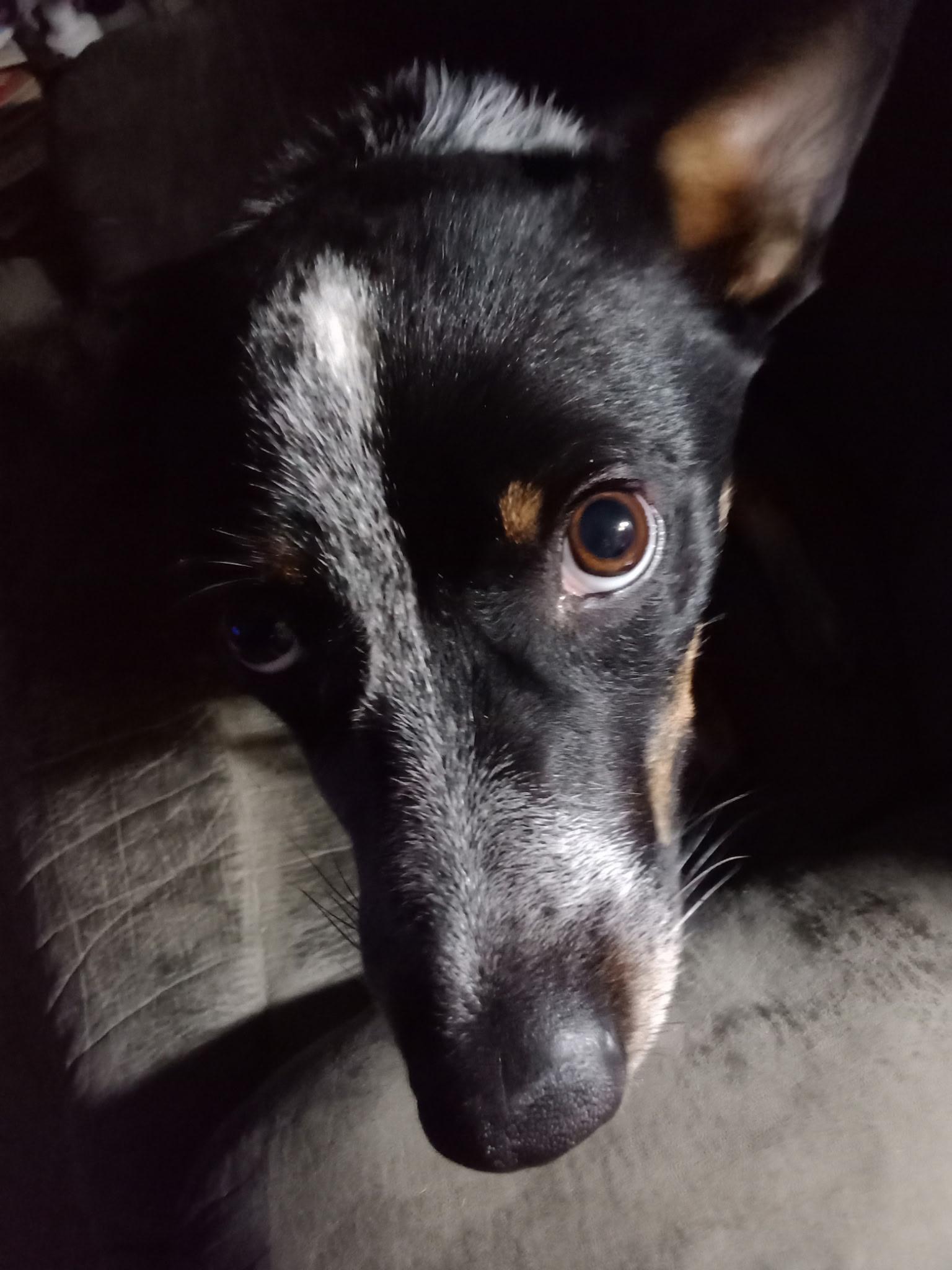 Bud, a ADOPTABLE mixed breed in Pocatello, ID image 4/6