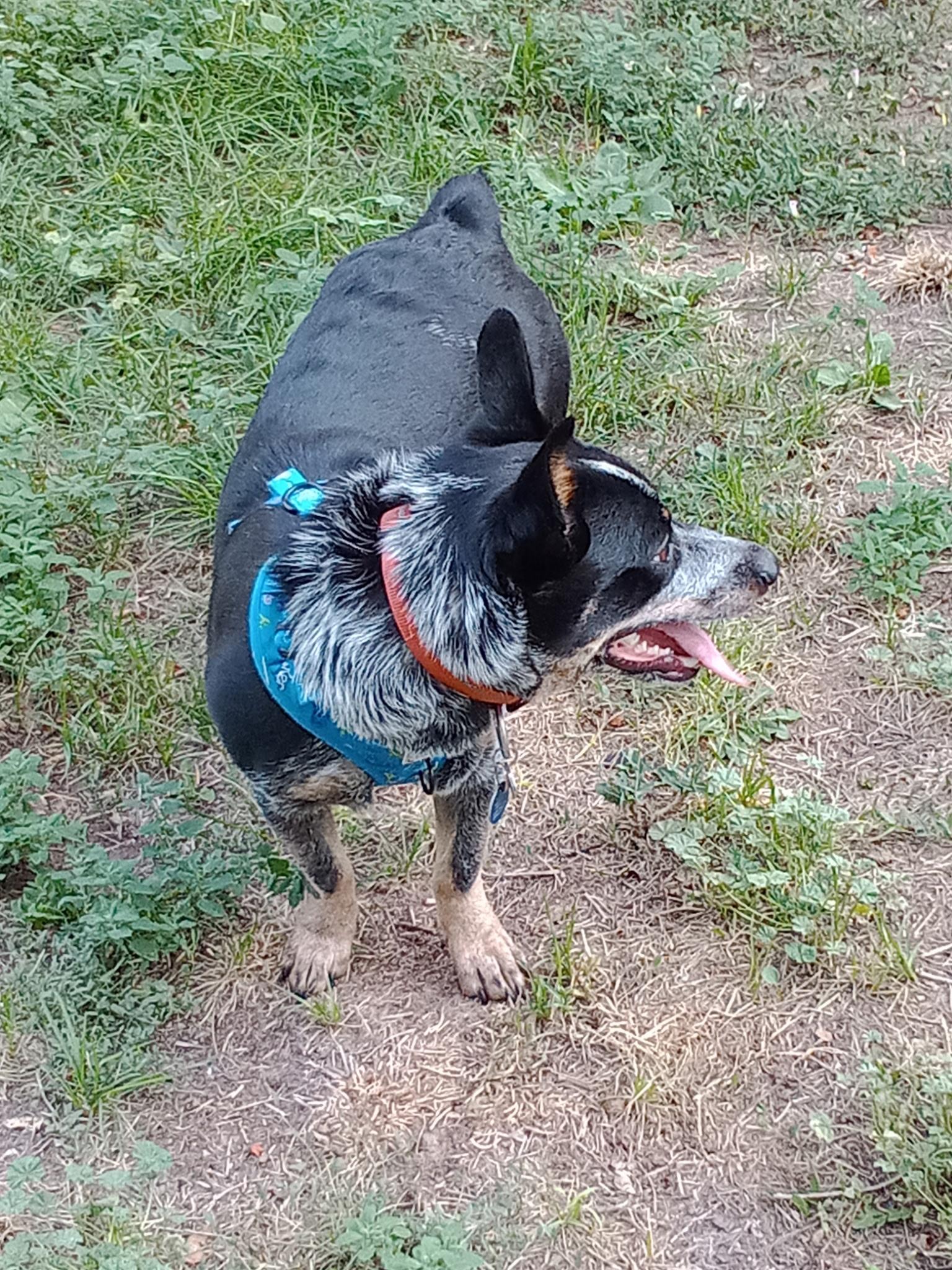 Bud, a ADOPTABLE mixed breed in Pocatello, ID image 6/6