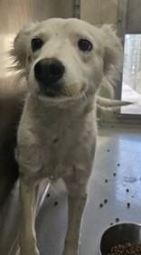 Enlarge Clefable, a ADOPTABLE Australian Cattle Dog / Blue Heeler in Edgewood, NM image 1/1