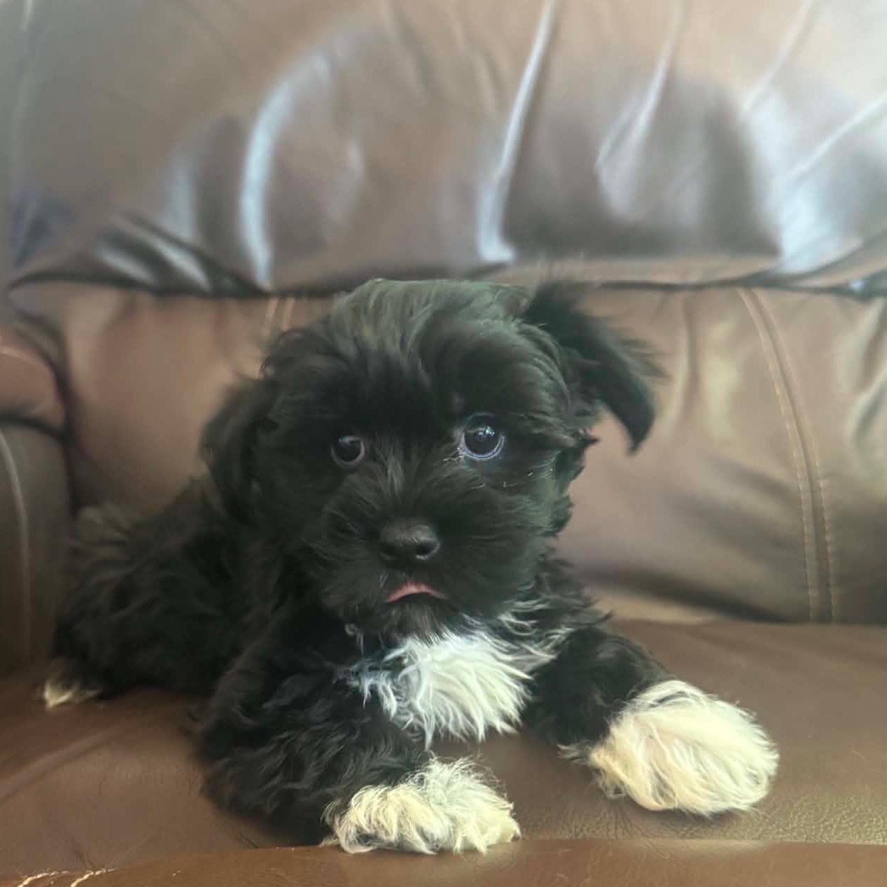 Yorkie-Poo, ADOPTABLE, Puppy Male Yorkie Poo & Yorkshire Terrier.