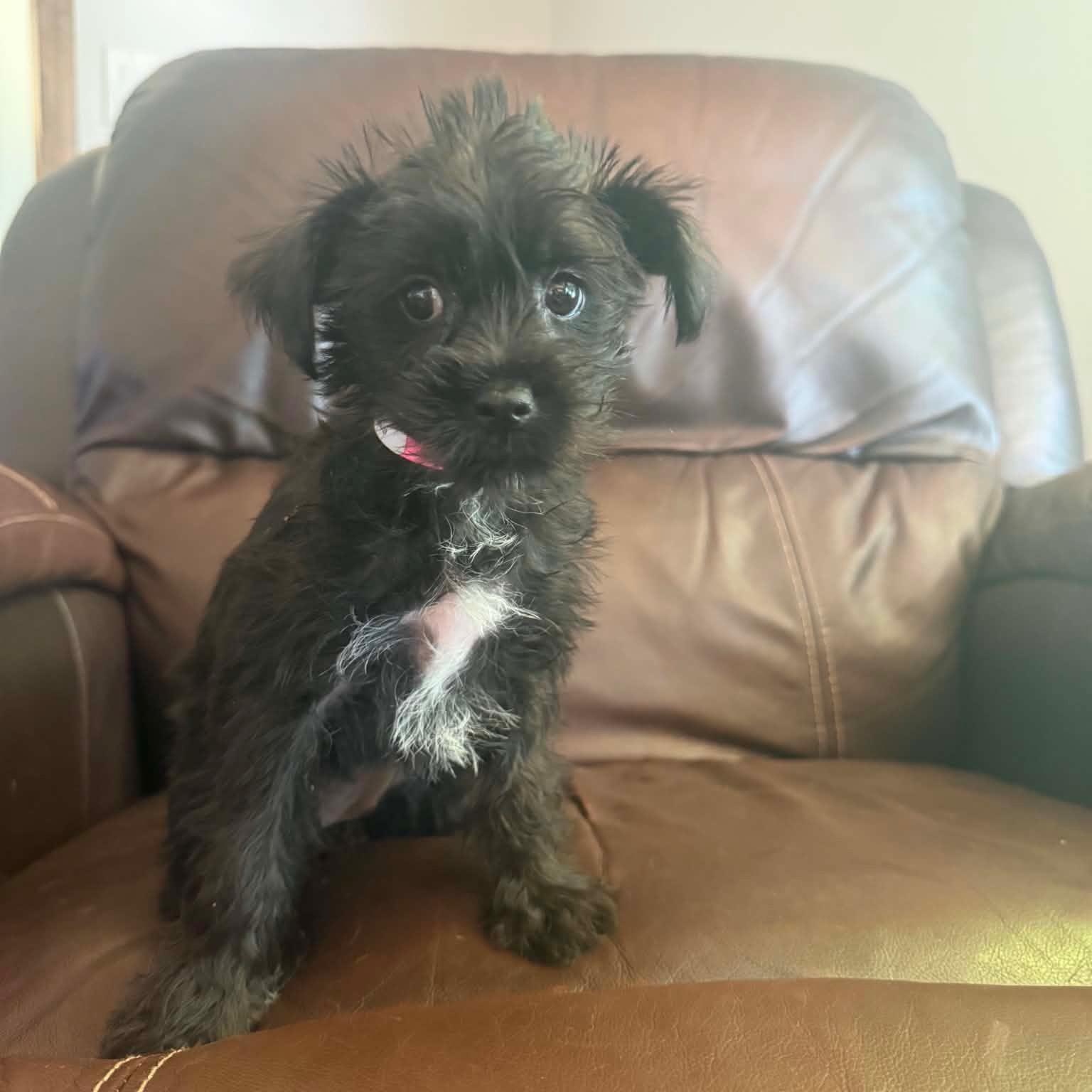 Yorkie-Poo, a ADOPTABLE mixed breed in Woodsfield, OH image 2/2