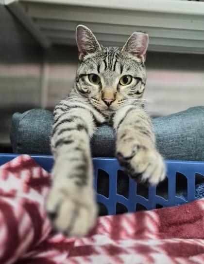 88648a Mothman - Barn Cat, Adoptable, Young Male Domestic Short Hair & Domestic Short Hair.