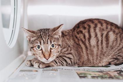 88648a Mothman - Barn Cat, Adoptable, Young Male Domestic Short Hair & Domestic Short Hair.