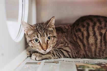 Enlarge 88648a Mothman - Barn Cat, a Adoptable mixed breed in North Charleston, SC image 2/3