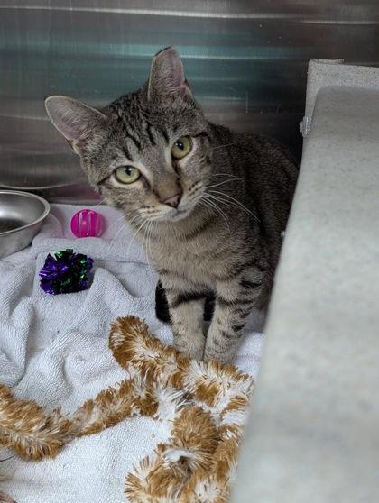 Enlarge 88648a Mothman - Barn Cat, a Adoptable mixed breed in North Charleston, SC image 3/3
