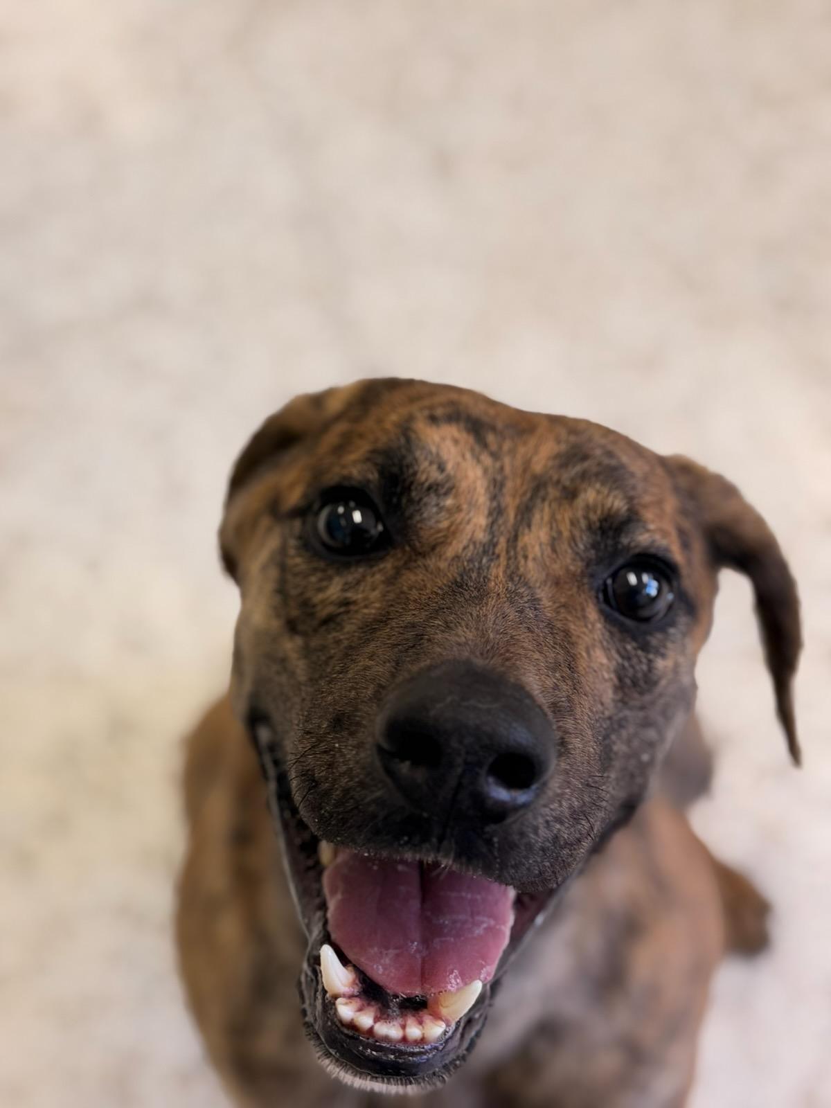 Enlarge Maverick 4359, a Adoptable mixed breed in Phoenix, AZ image 2/3