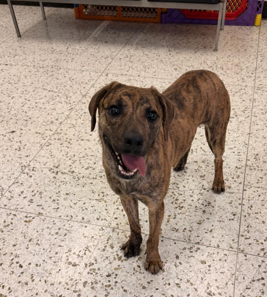Enlarge Maverick 4359, a Adoptable mixed breed in Phoenix, AZ image 1/3
