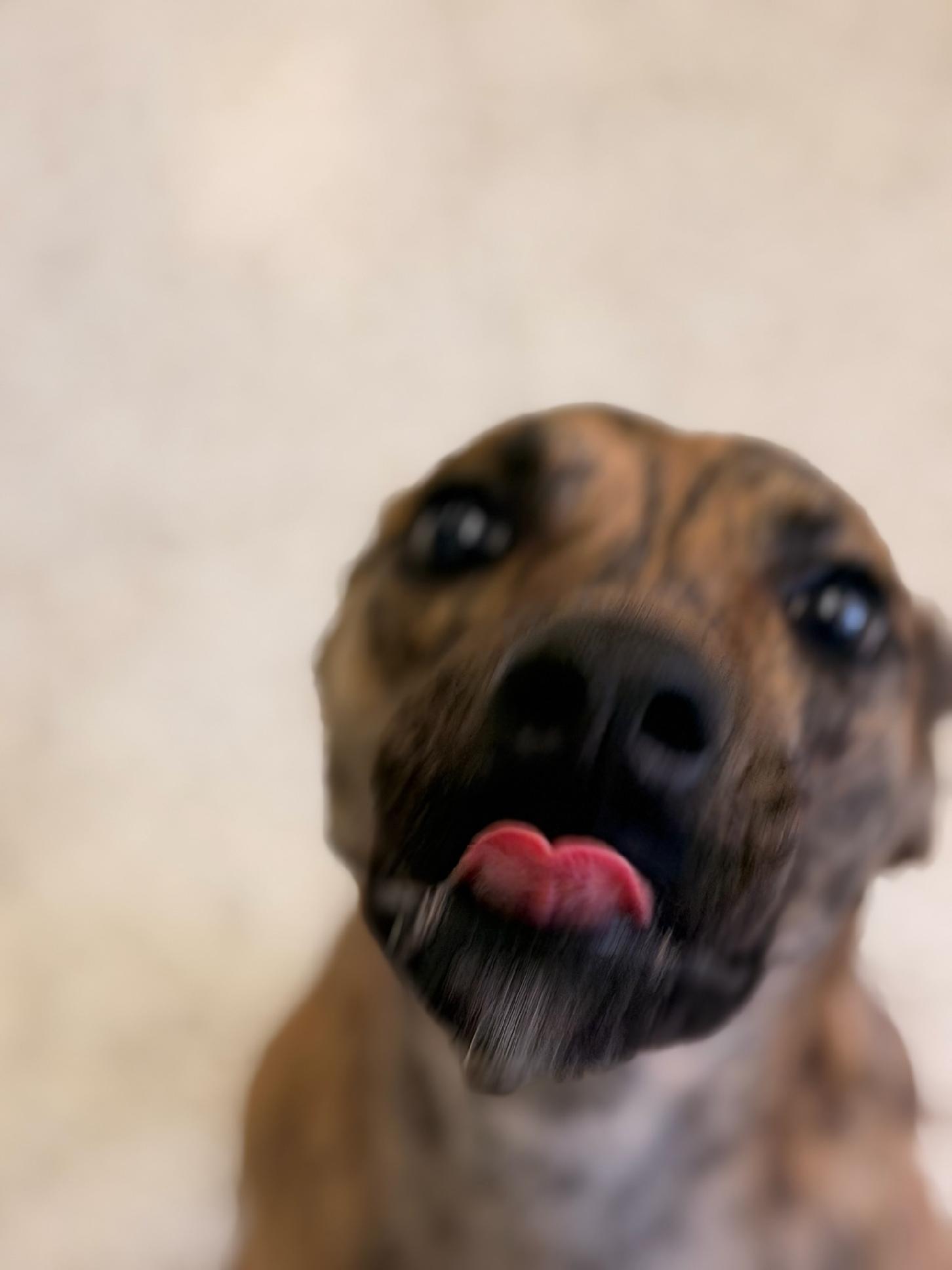 Enlarge Maverick 4359, a Adoptable mixed breed in Phoenix, AZ image 3/3