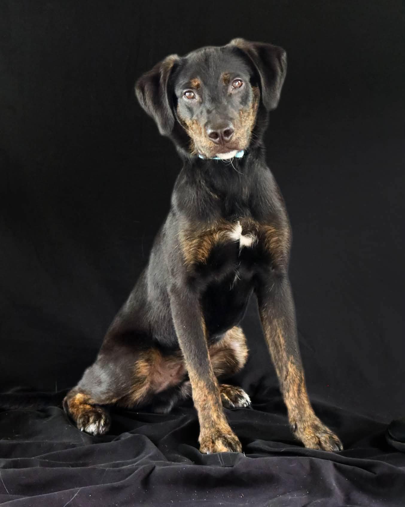 Enlarge Duke, an adopted mixed breed in Ocean Springs, MS image 5/5