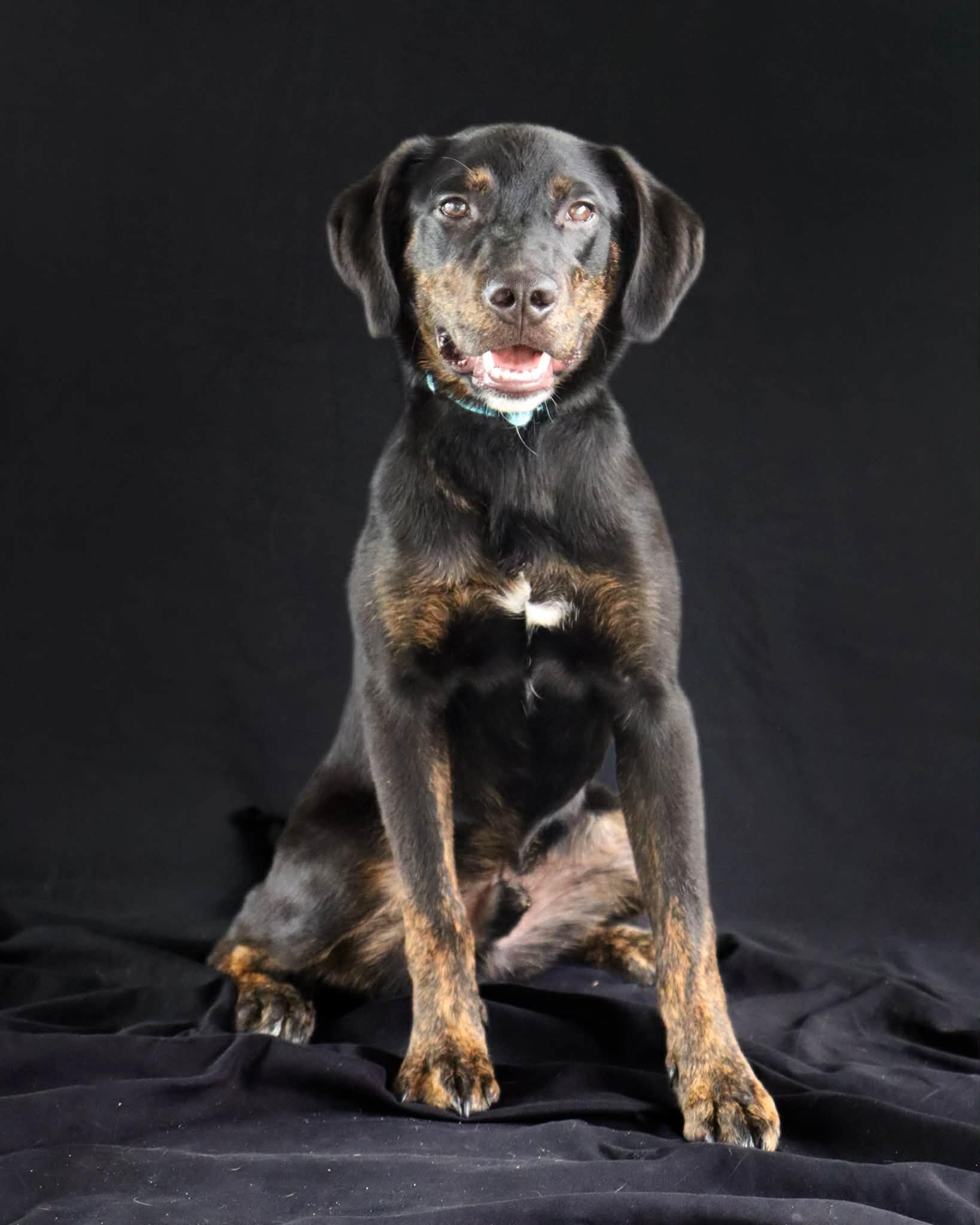 Enlarge Duke, an adopted mixed breed in Ocean Springs, MS image 3/5