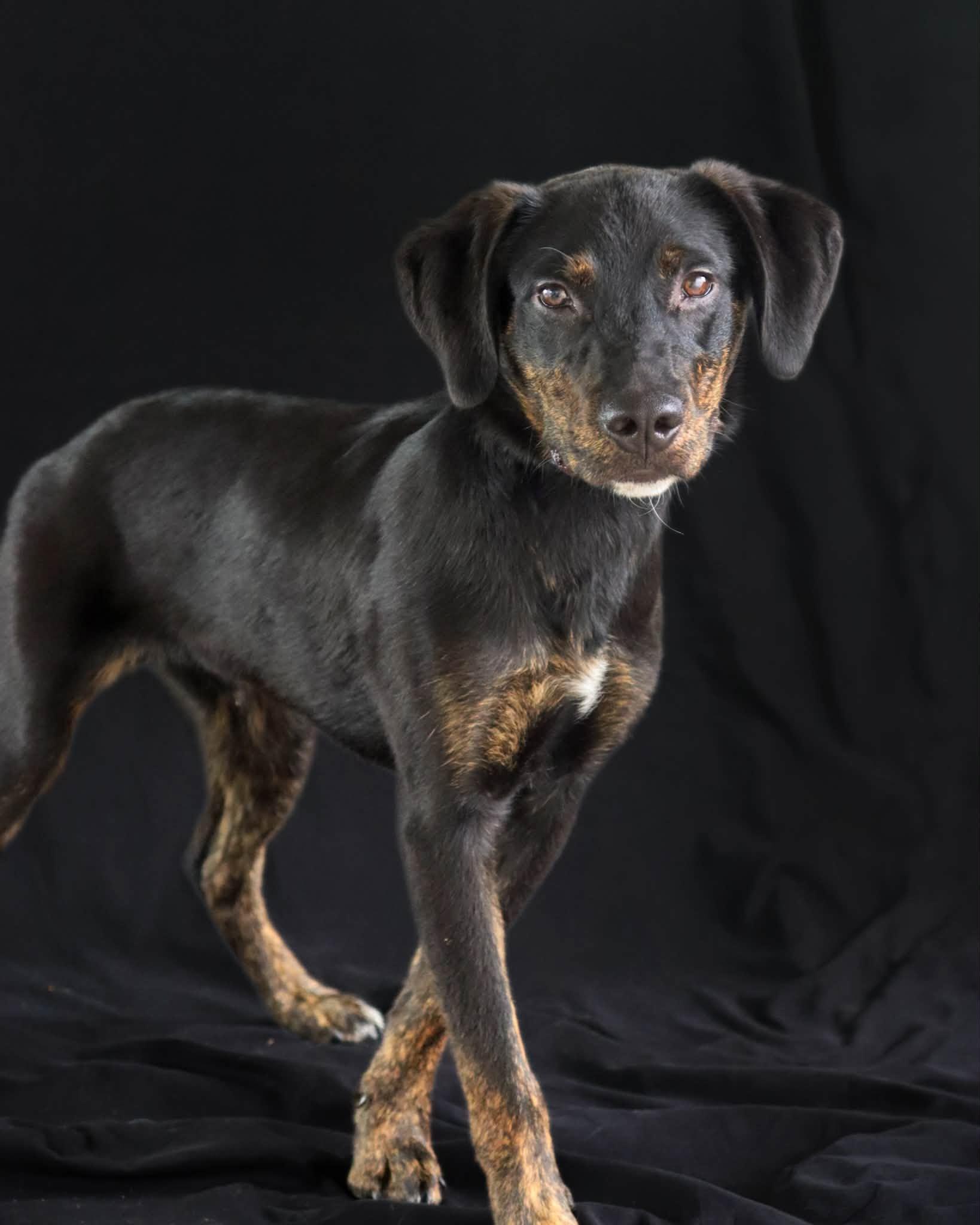 Enlarge Duke, an adopted mixed breed in Ocean Springs, MS image 2/5