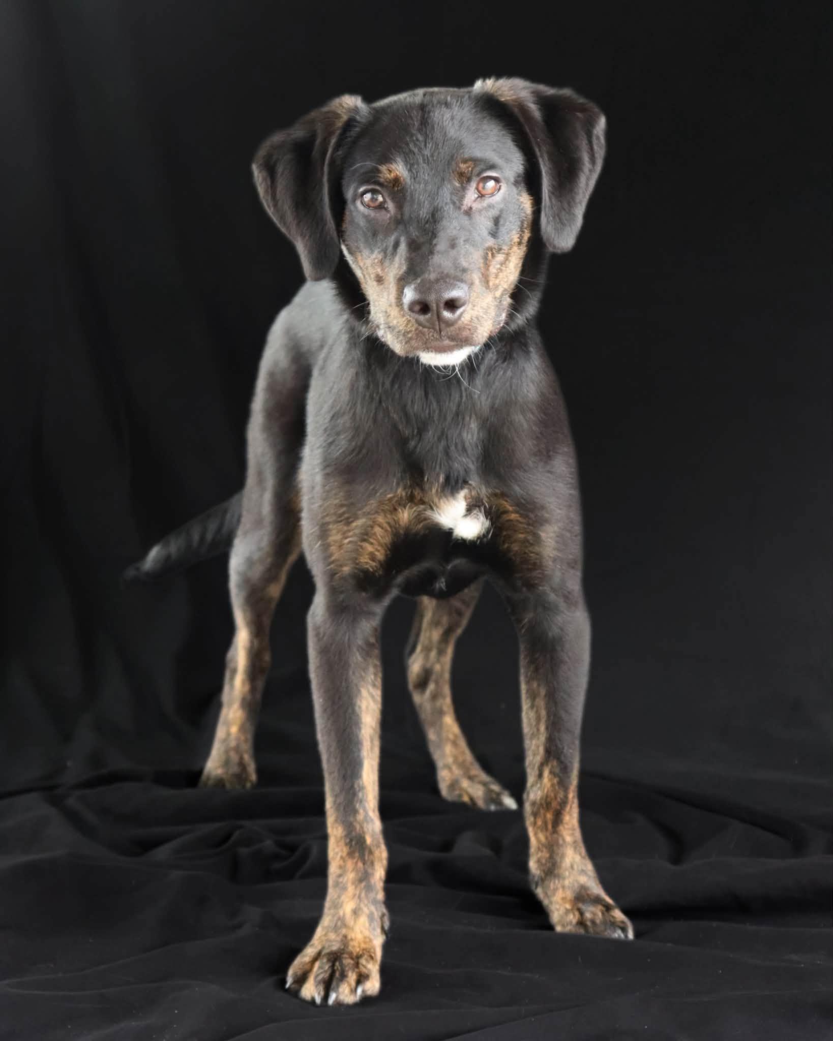 Duke, adopted, Puppy Male German Shepherd Dog.