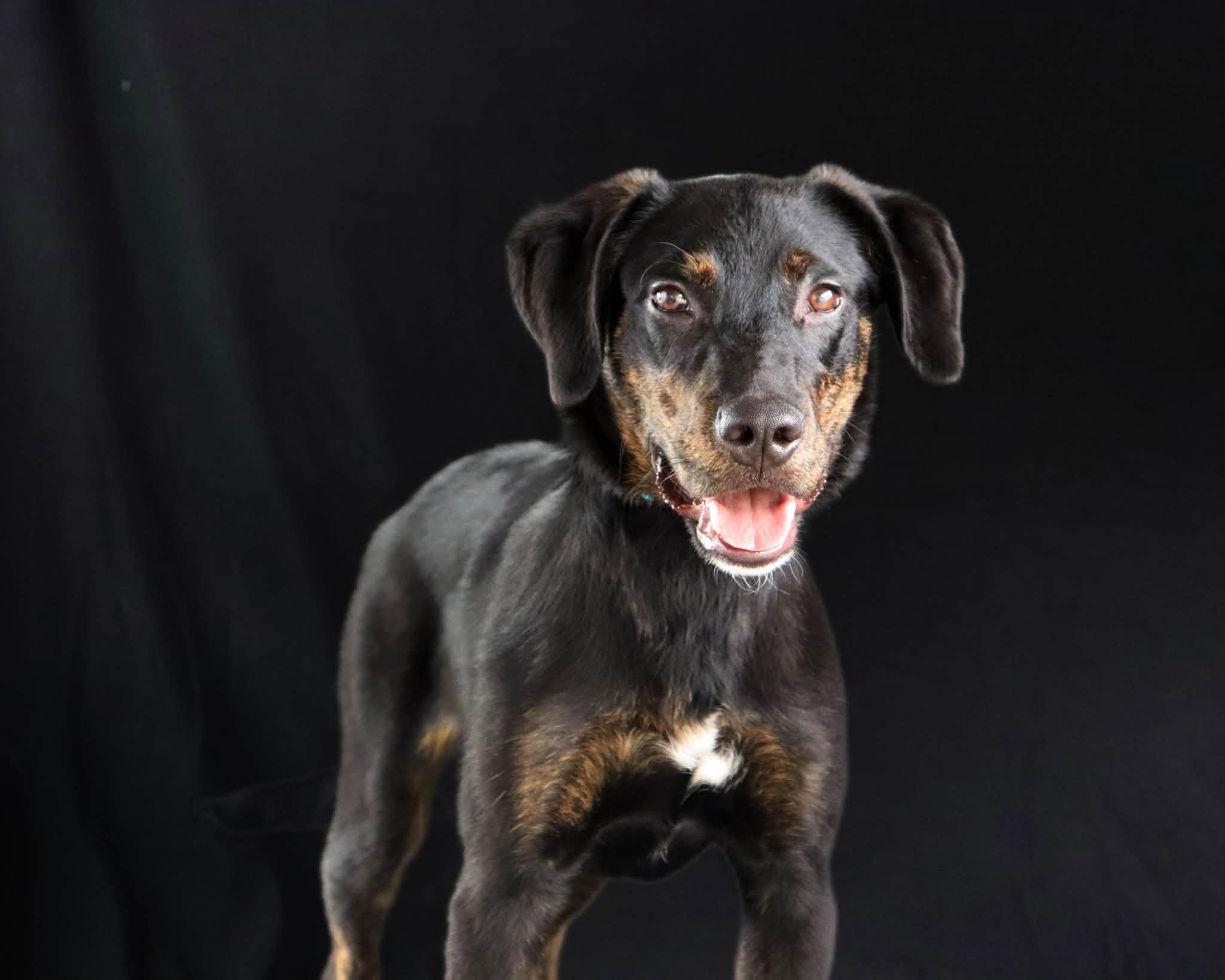 Enlarge Duke, an adopted mixed breed in Ocean Springs, MS image 4/5