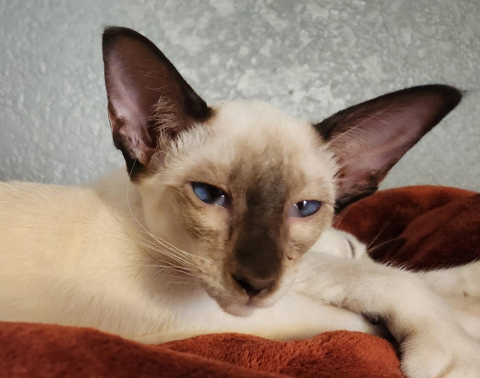 Baby Baby, Adoptable, Young Female Siamese.