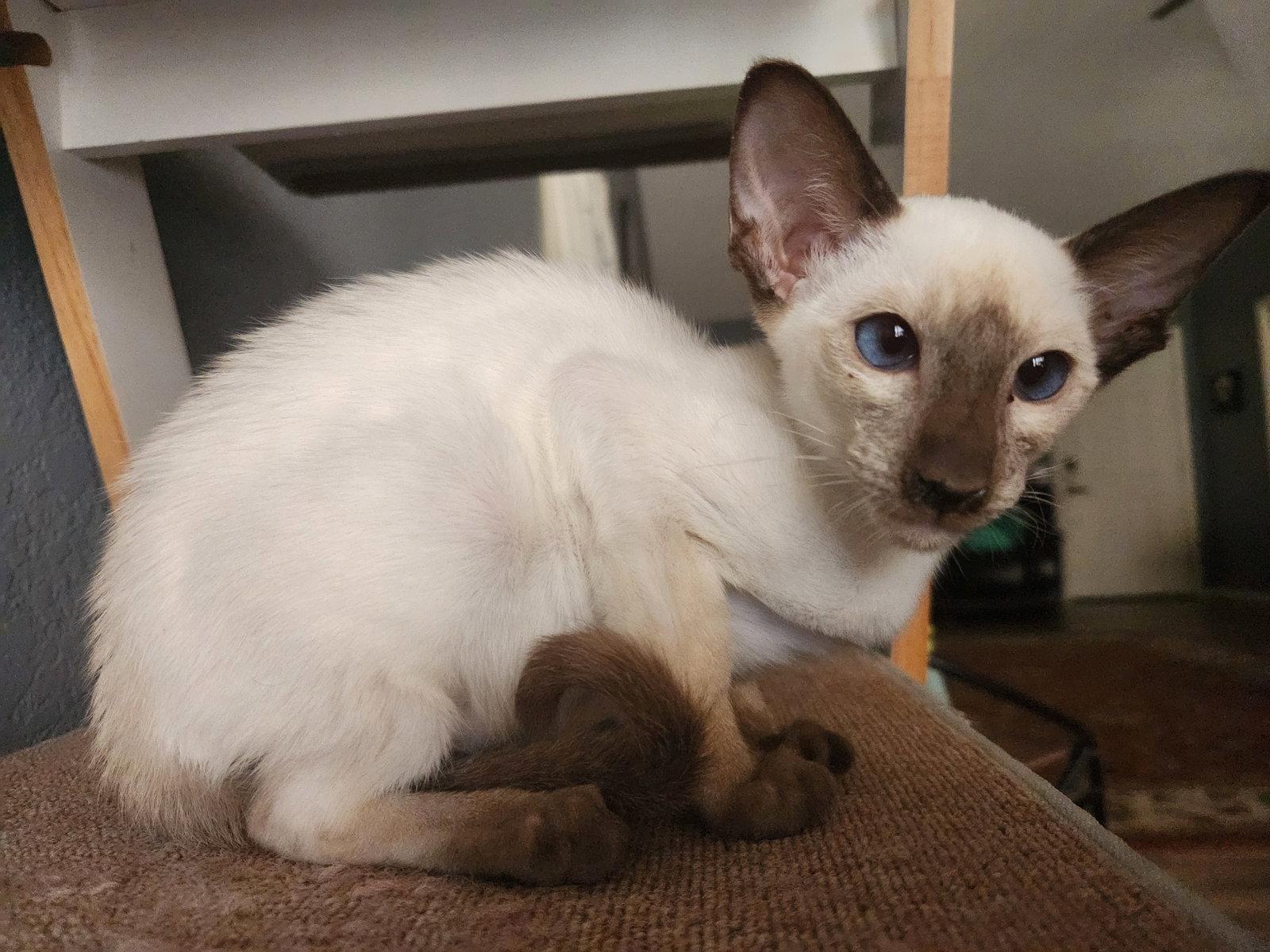 Enlarge Baby Baby, a Adoptable Siamese in Phoenix, AZ image 2/2