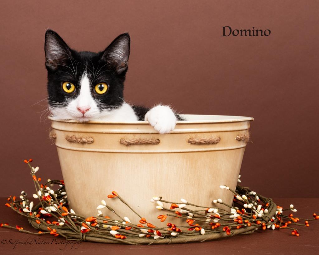 Enlarge Domino D, a Adoptable mixed breed in San Jacinto, CA image 1/2