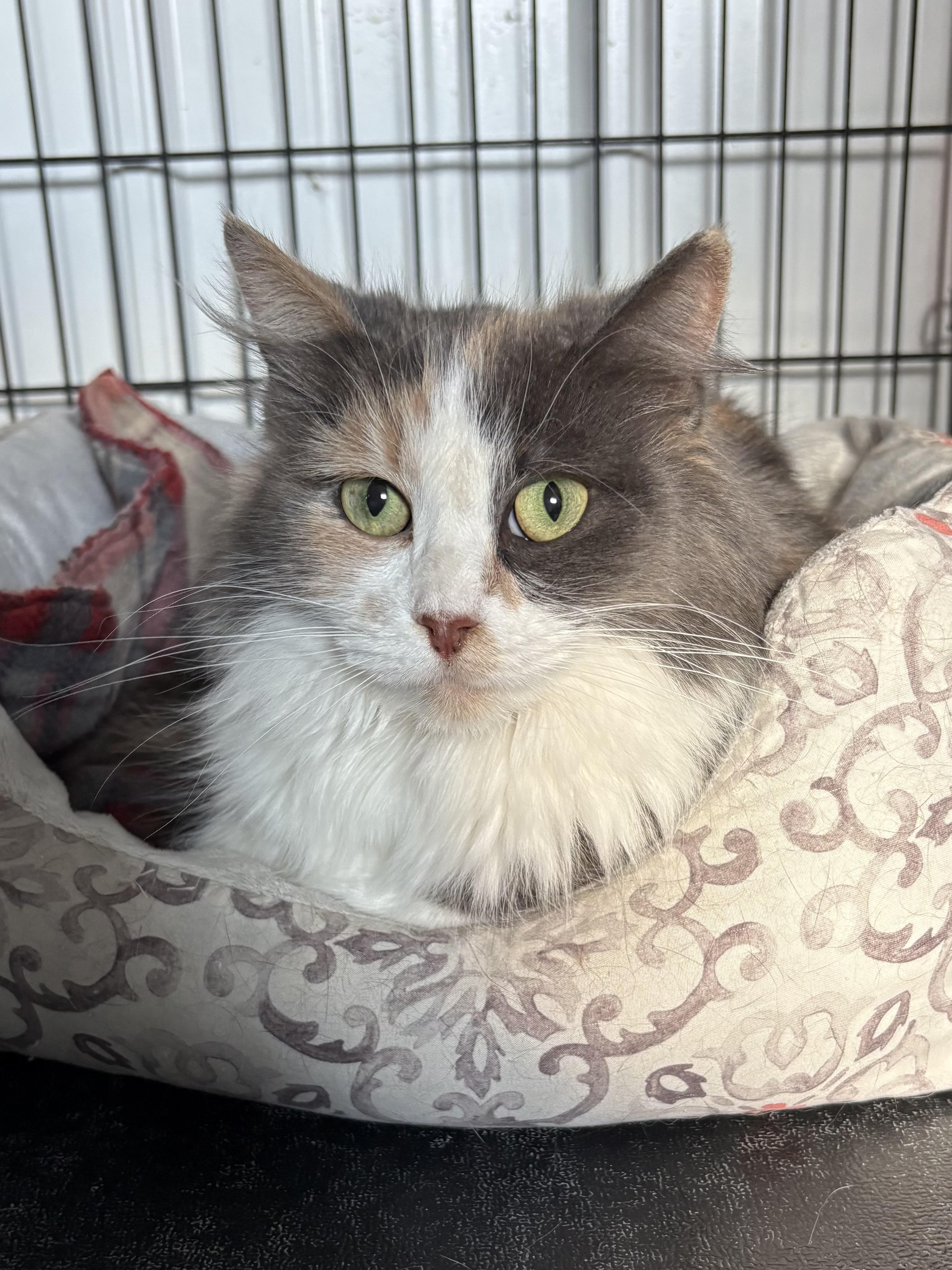 Enlarge Princess, a ADOPTABLE Domestic Long Hair in Big Rapids, MI image 1/2