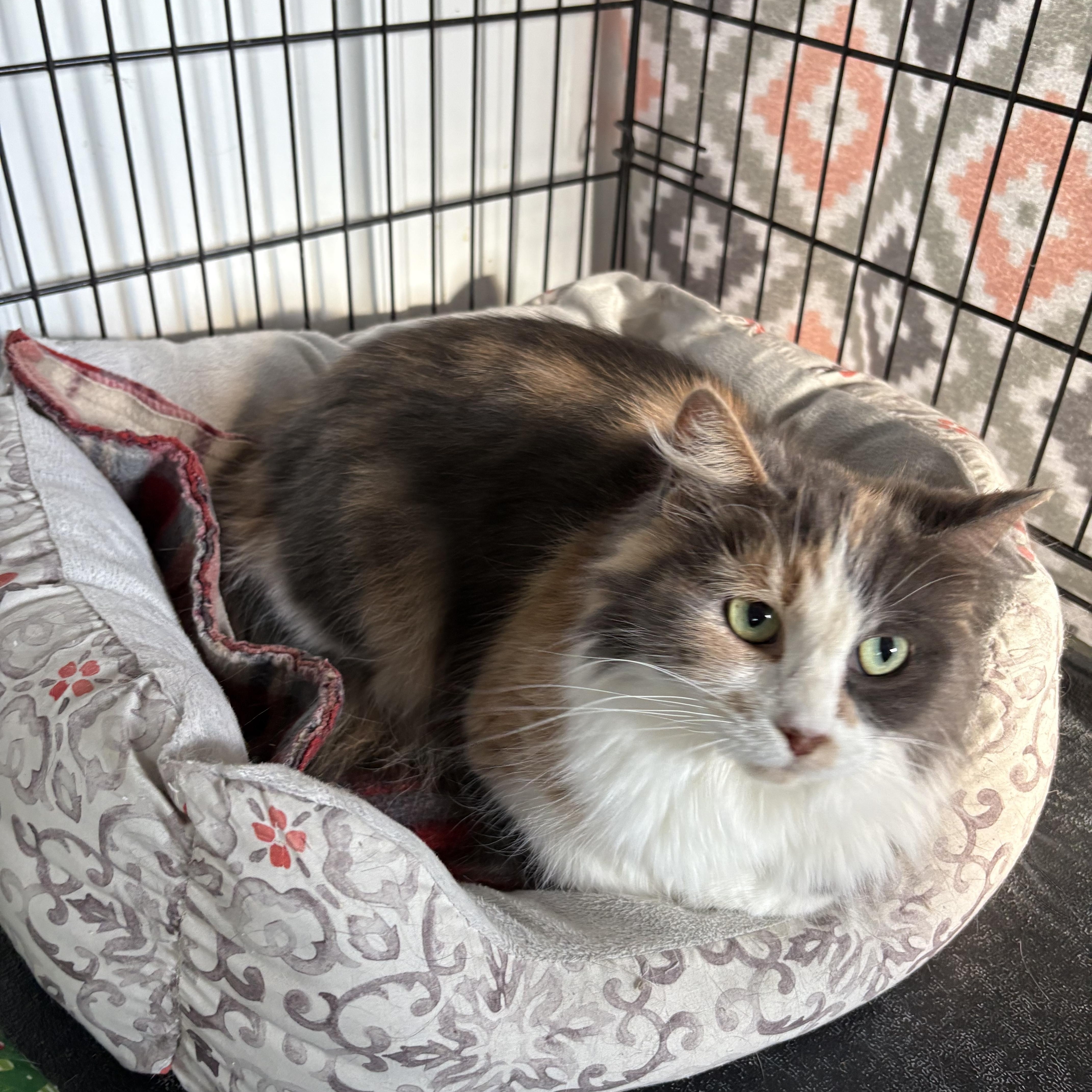 Enlarge Princess, a ADOPTABLE Domestic Long Hair in Big Rapids, MI image 2/2