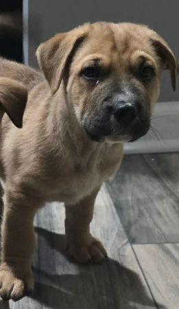 Stitch, ADOPTABLE, Puppy Male German Shepherd Dog.