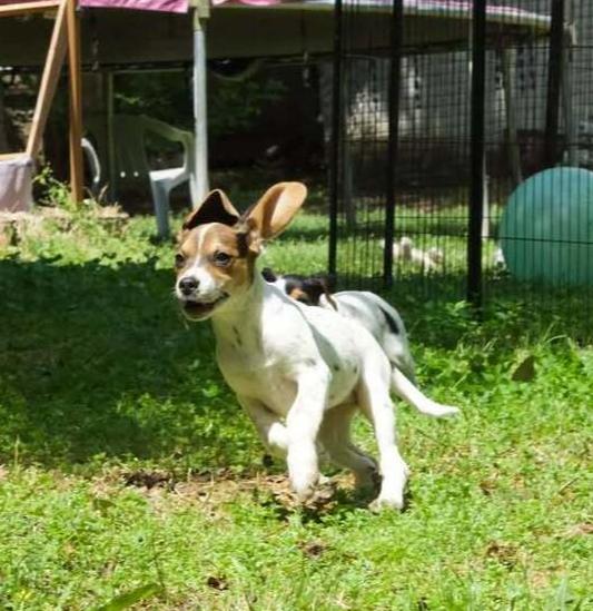 Enlarge Pepper, a Adoptable mixed breed in Woodbridge, VA image 1/1
