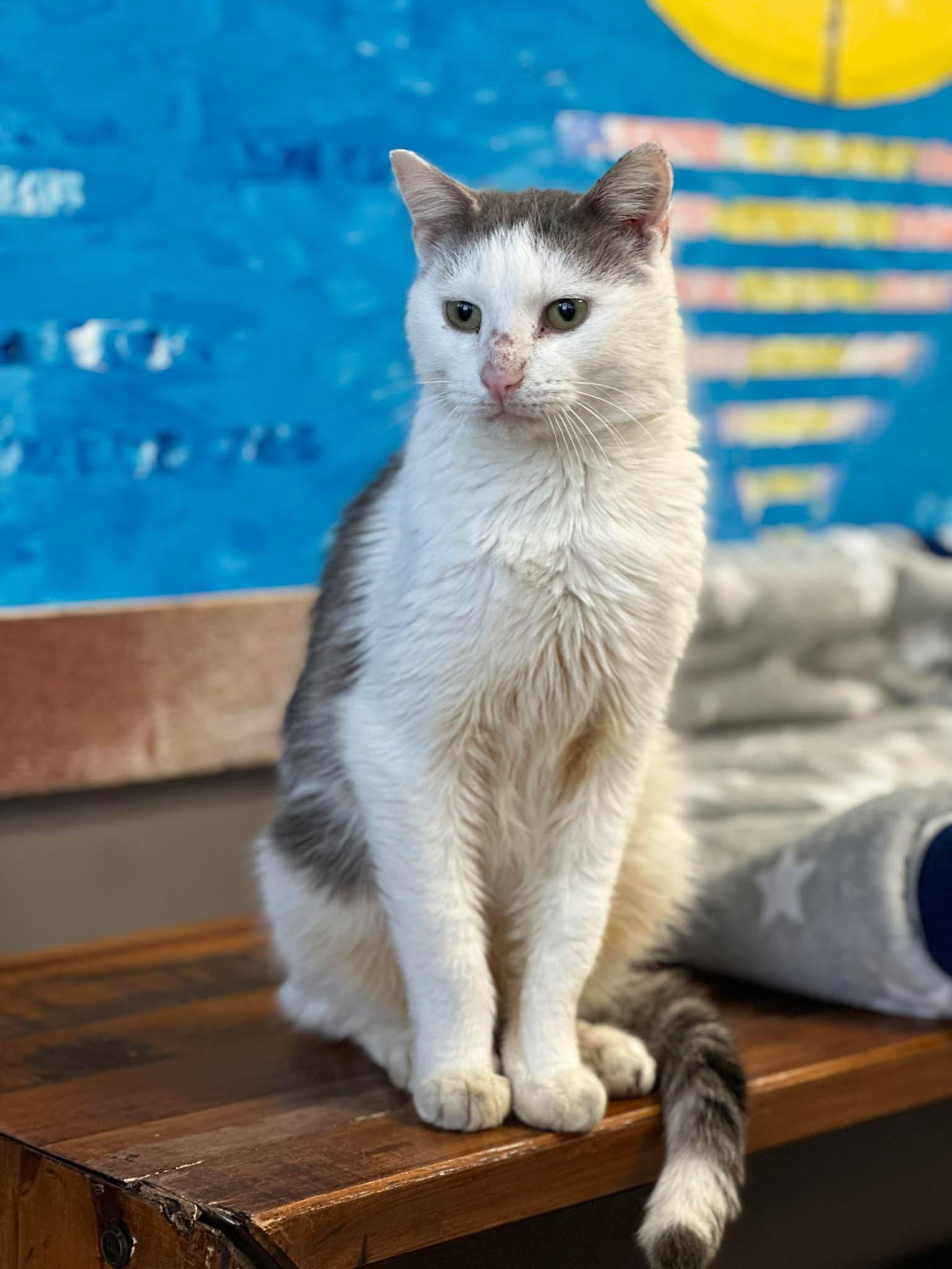 Enlarge John Cena, a ADOPTABLE Domestic Short Hair in De Pere, WI image 1/2