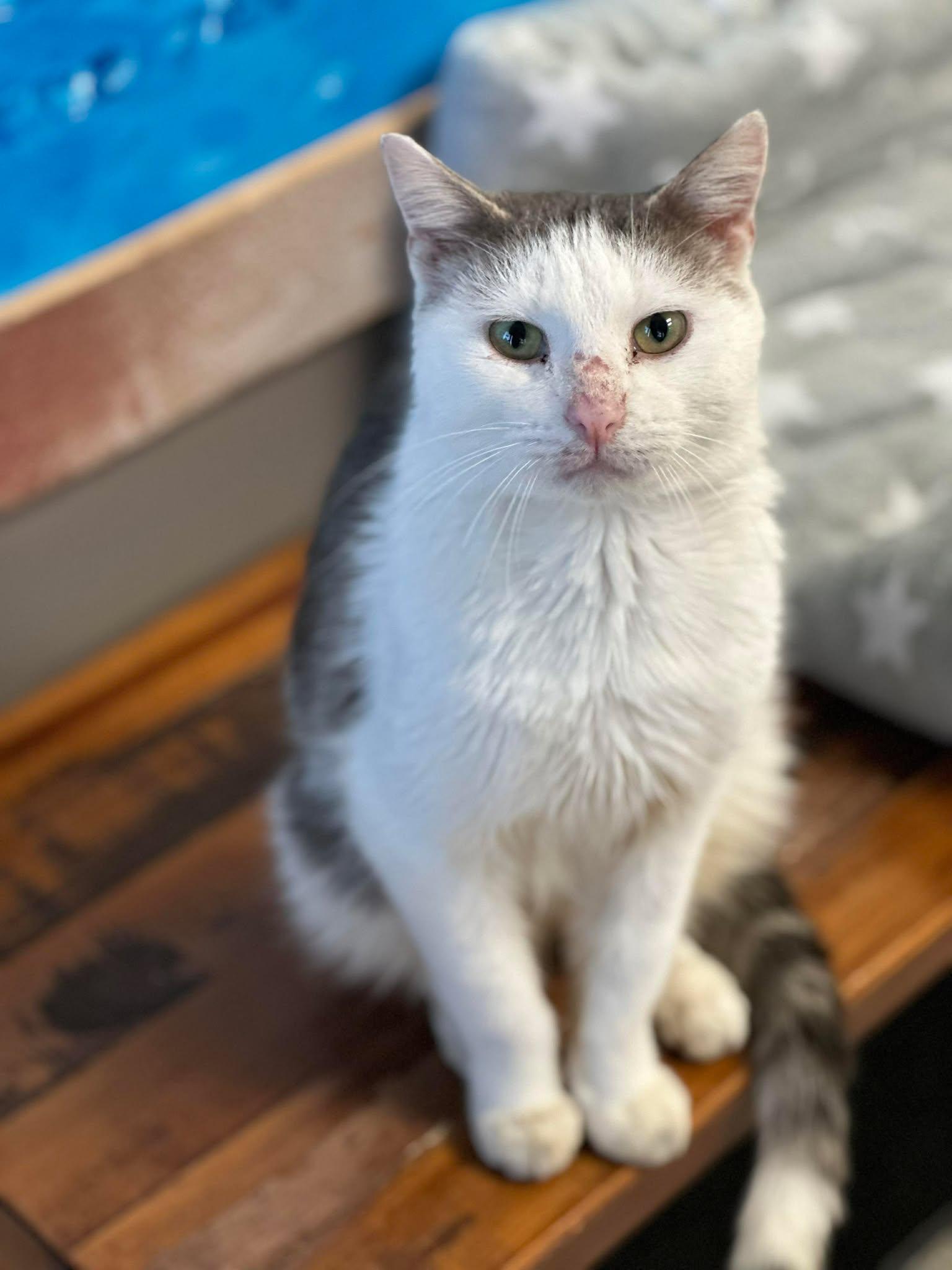 Enlarge John Cena, a ADOPTABLE Domestic Short Hair in De Pere, WI image 2/2