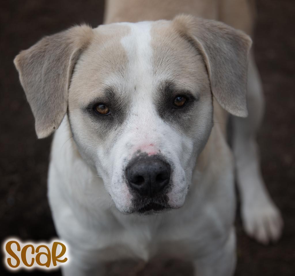 Scar, Adoptable, Young Male Labrador Retriever & Pit Bull Terrier.