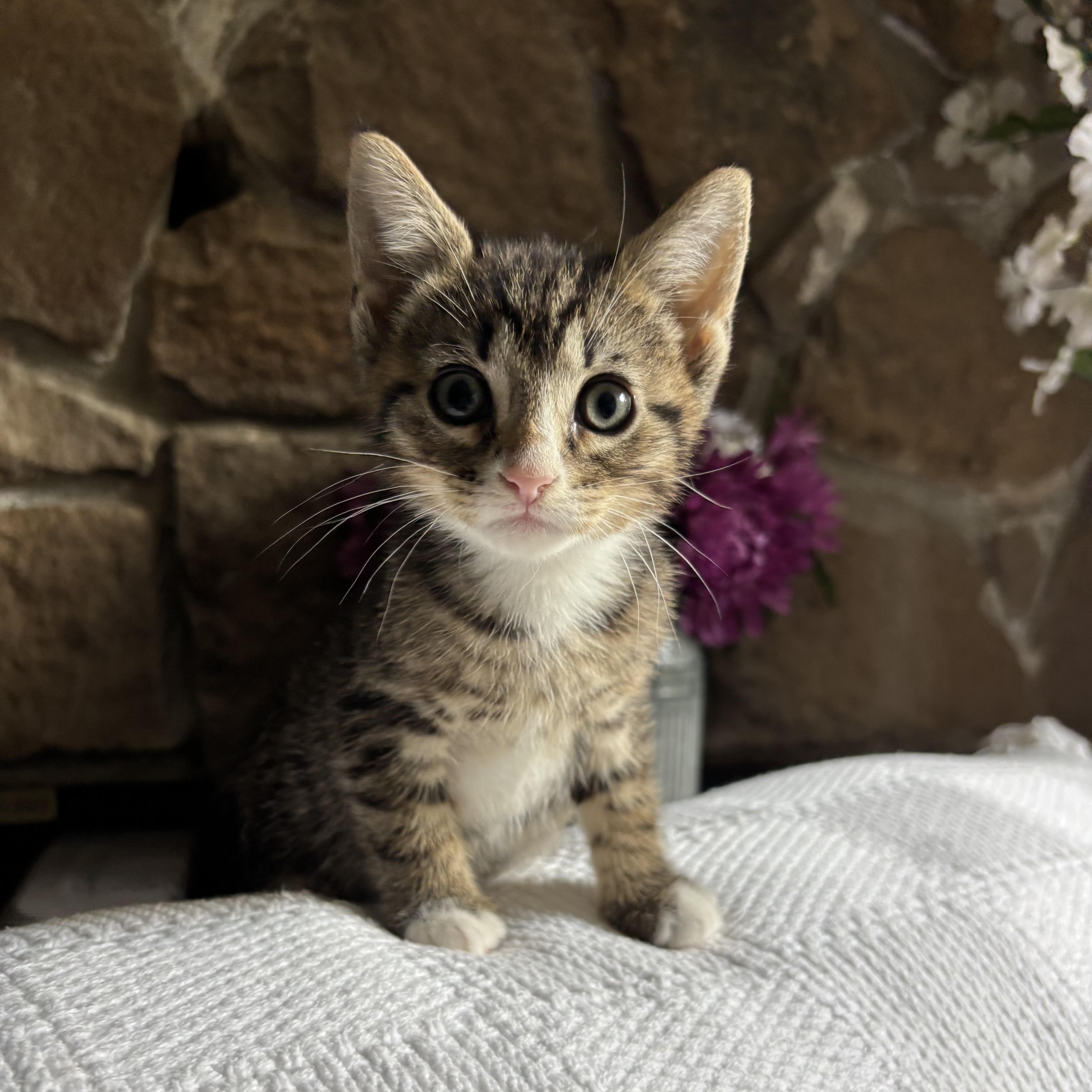 Kel, a ADOPTABLE Domestic Short Hair in Monroe, WA image 6/6
