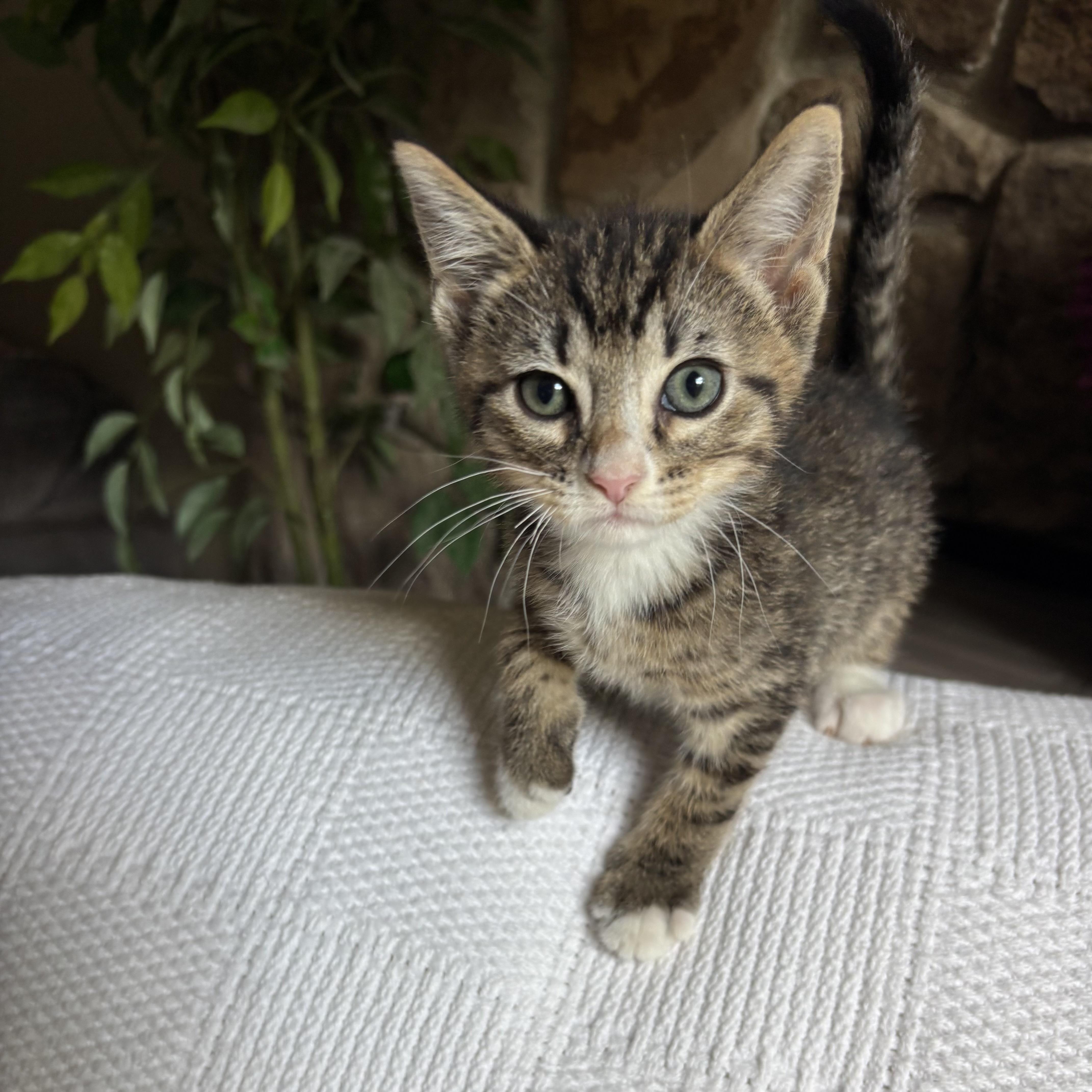 Kel, a ADOPTABLE Domestic Short Hair in Monroe, WA image 4/6