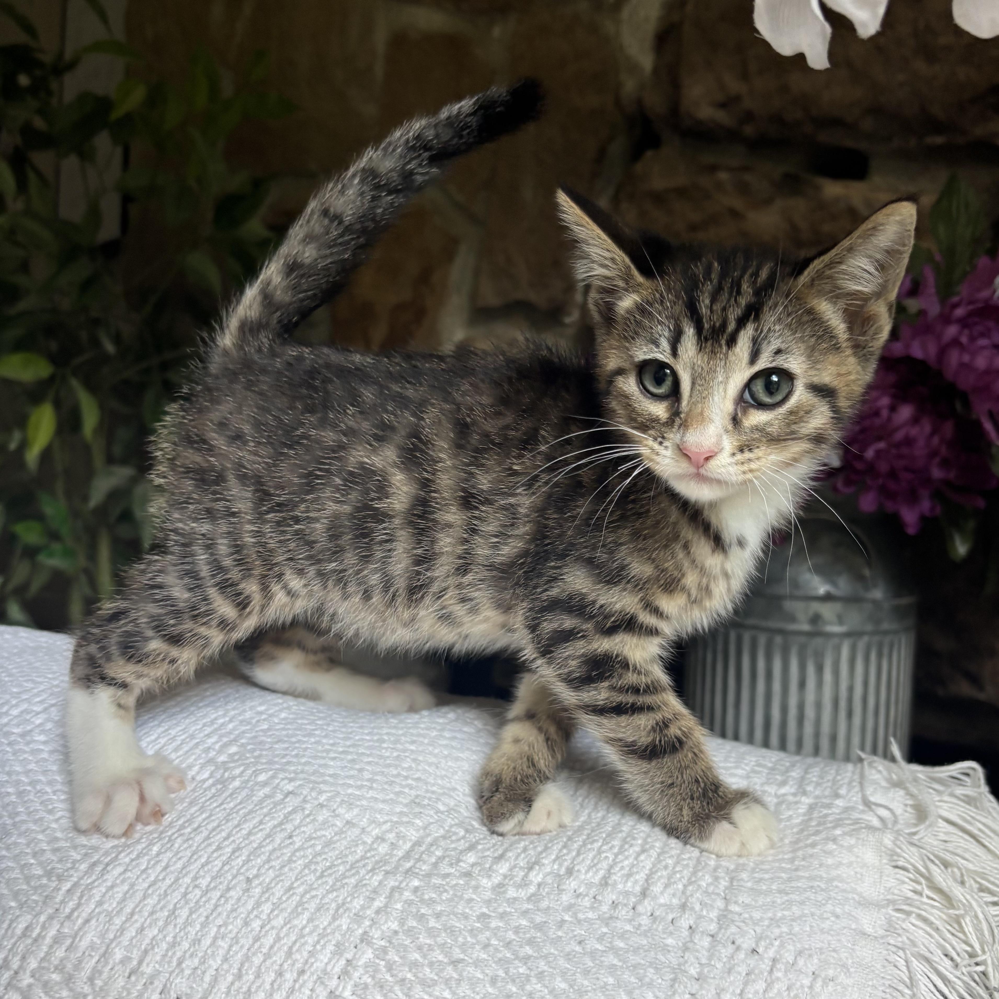 Kel, a ADOPTABLE Domestic Short Hair in Monroe, WA image 5/6