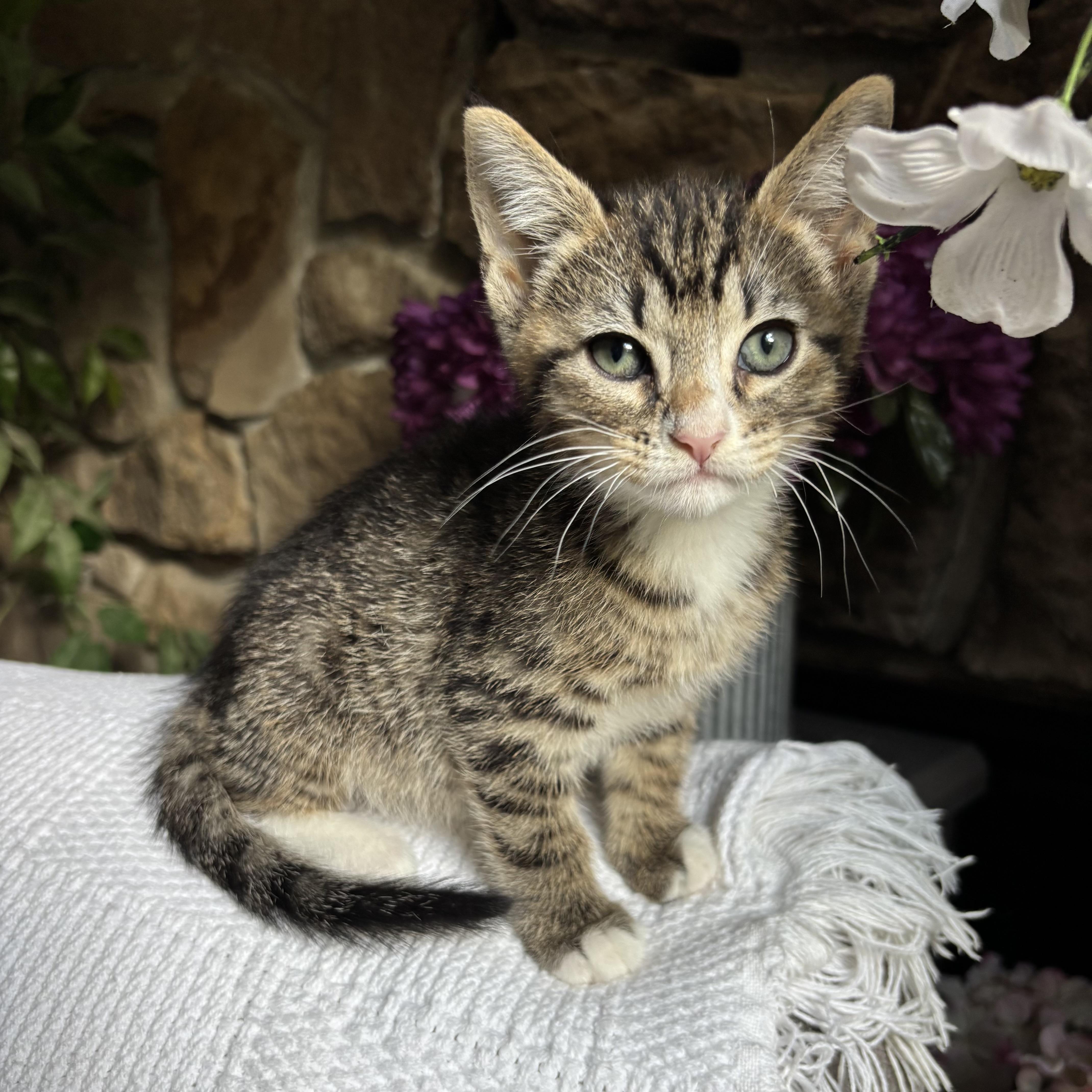 Kel, ADOPTABLE, Kitten Male Domestic Short Hair.