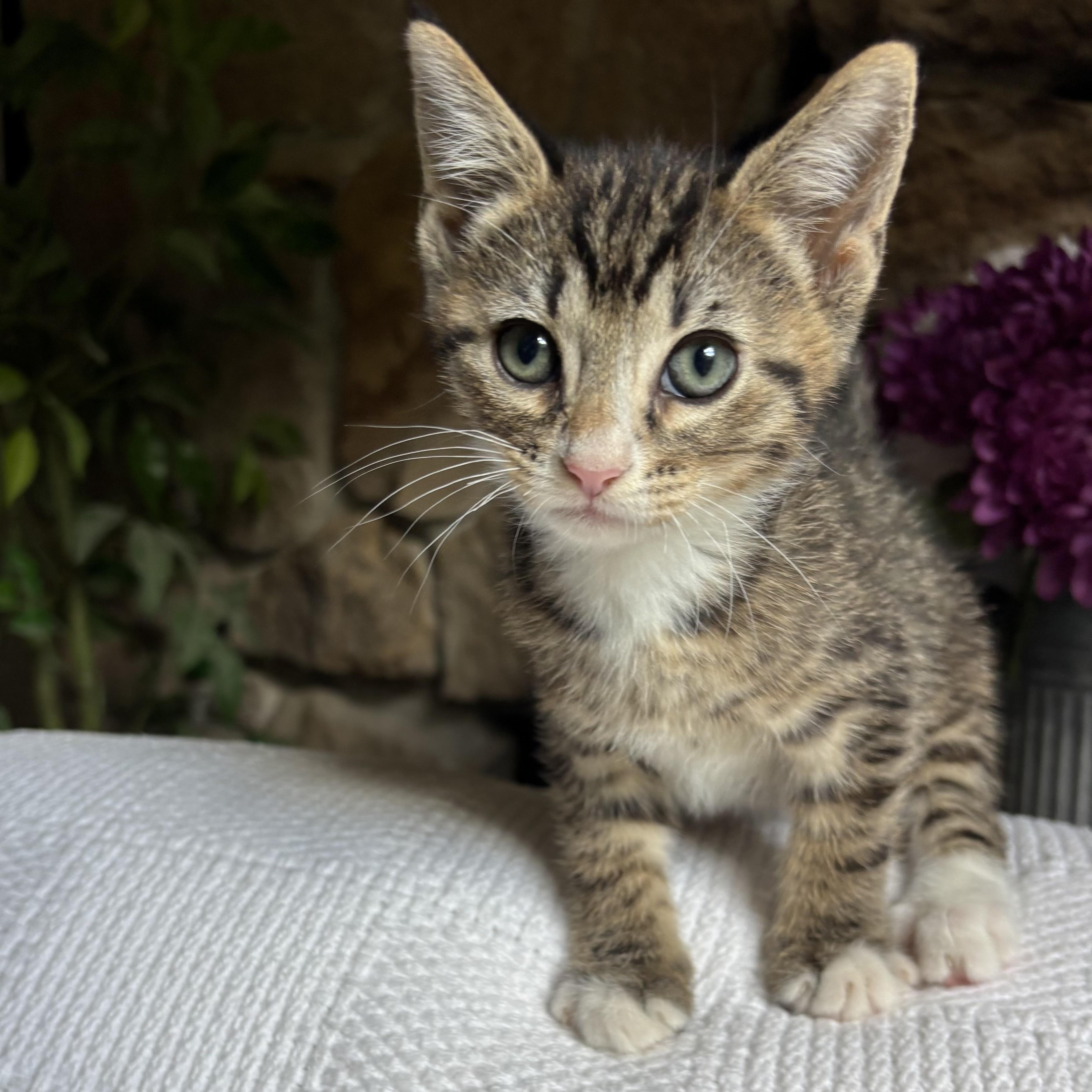 Kel, a ADOPTABLE Domestic Short Hair in Monroe, WA image 2/6