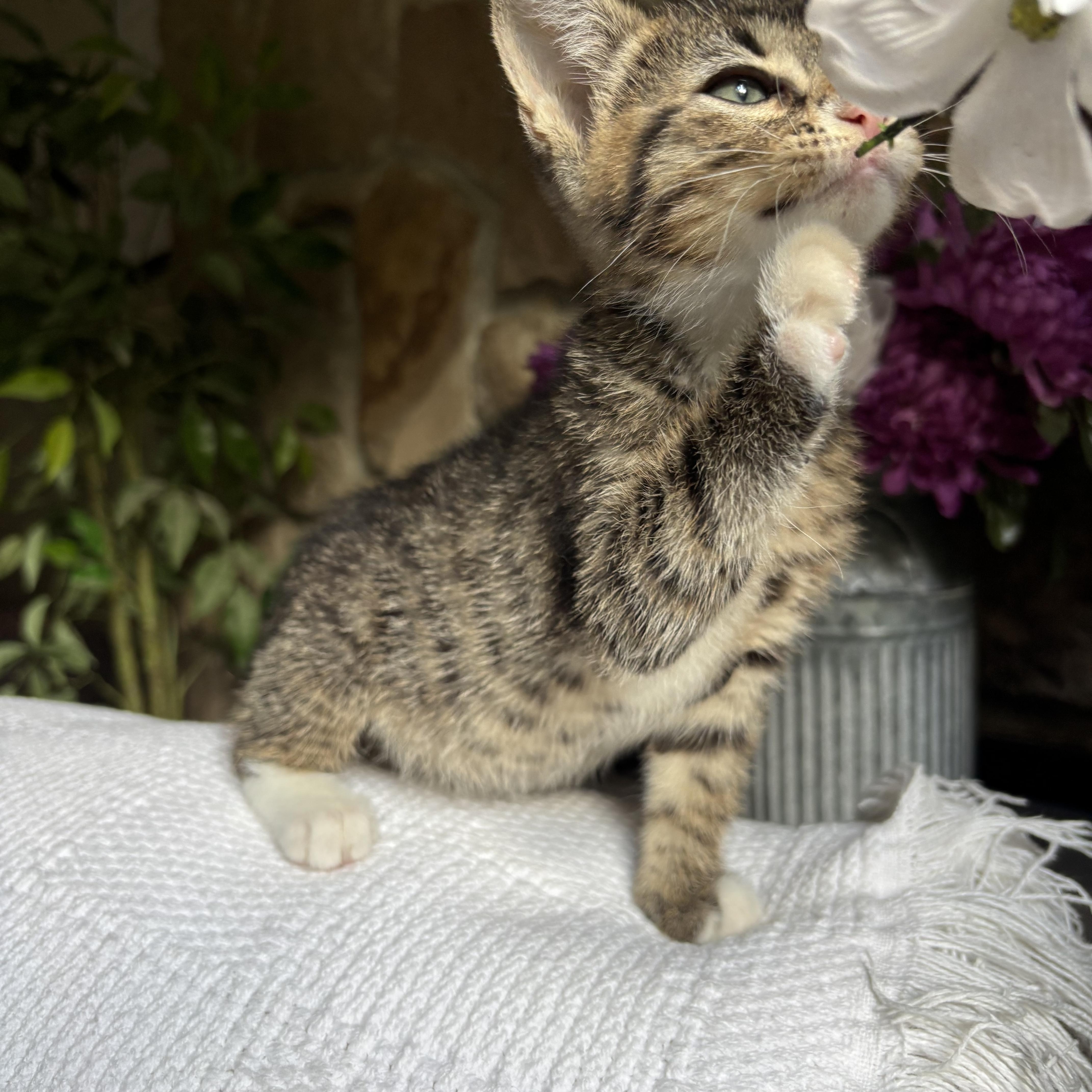 Kel, a ADOPTABLE Domestic Short Hair in Monroe, WA image 3/6