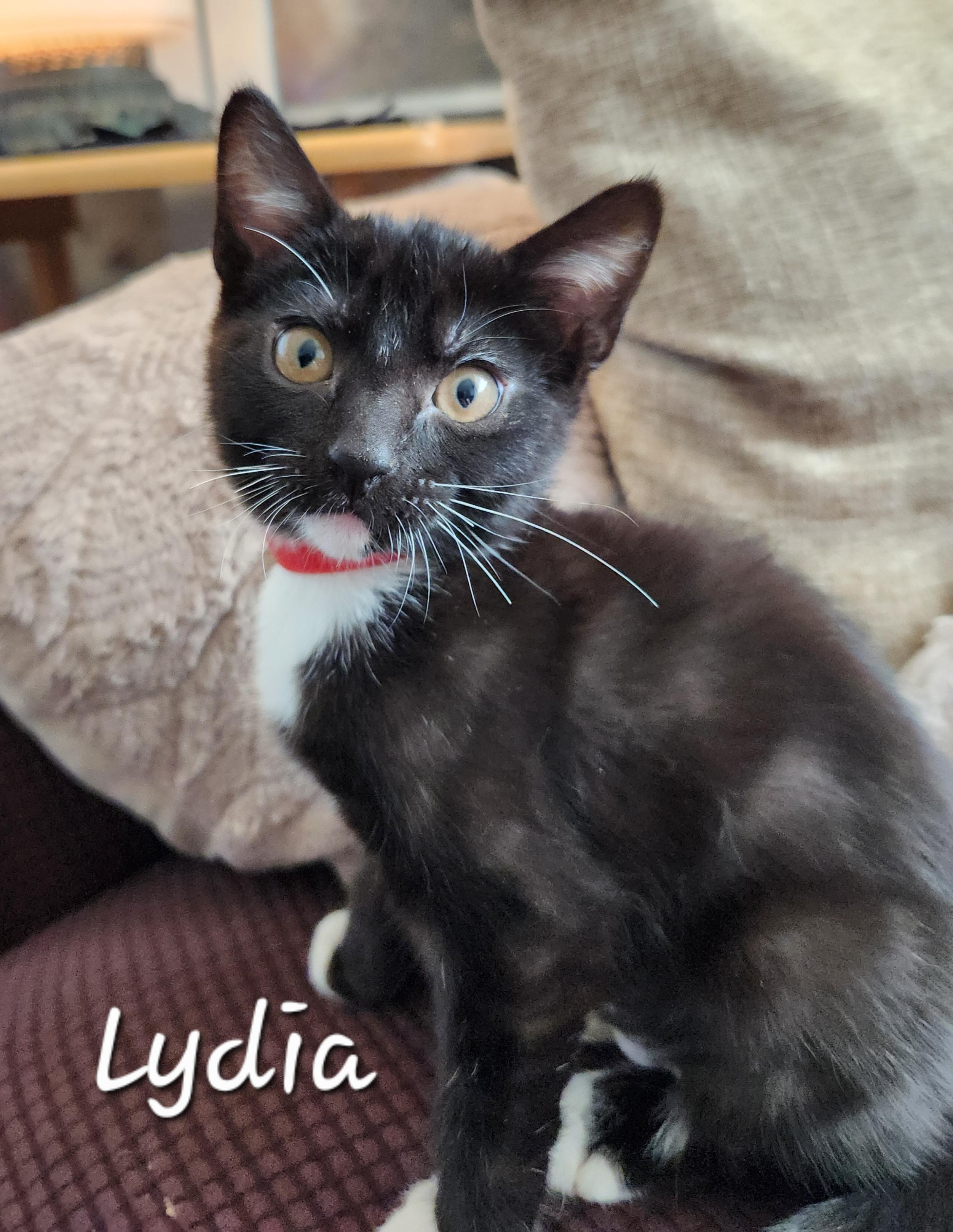 Enlarge Lydia, a ADOPTABLE Domestic Short Hair in Redondo Beach, CA image 2/3