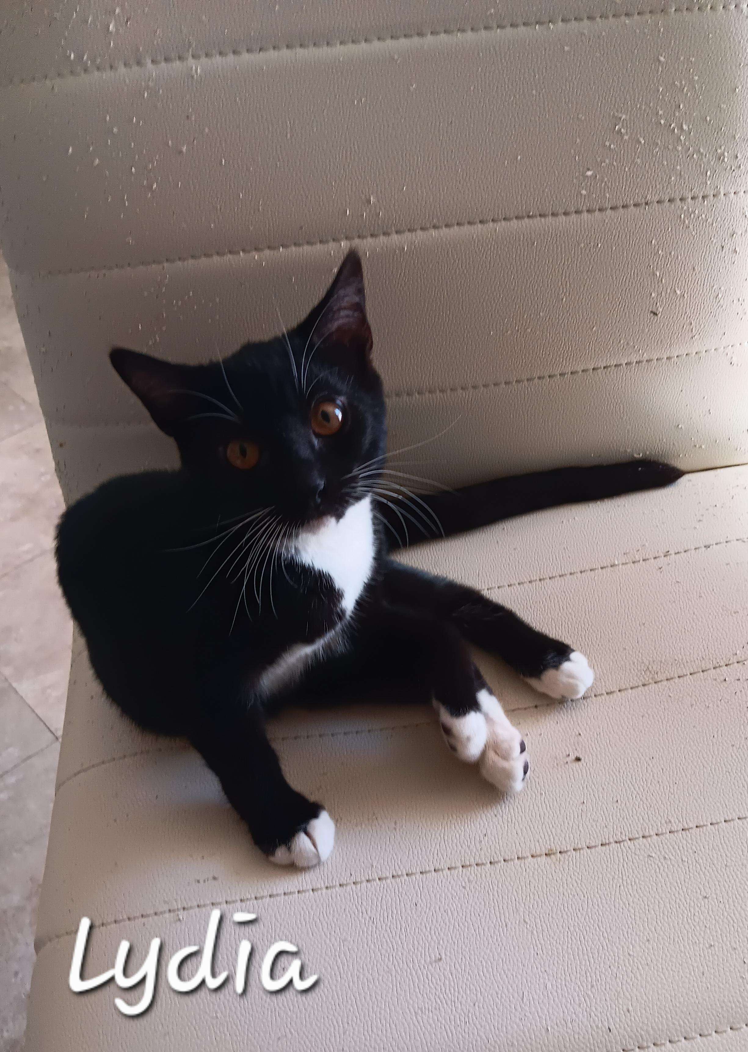 Enlarge Lydia, a ADOPTABLE Domestic Short Hair in Redondo Beach, CA image 1/3