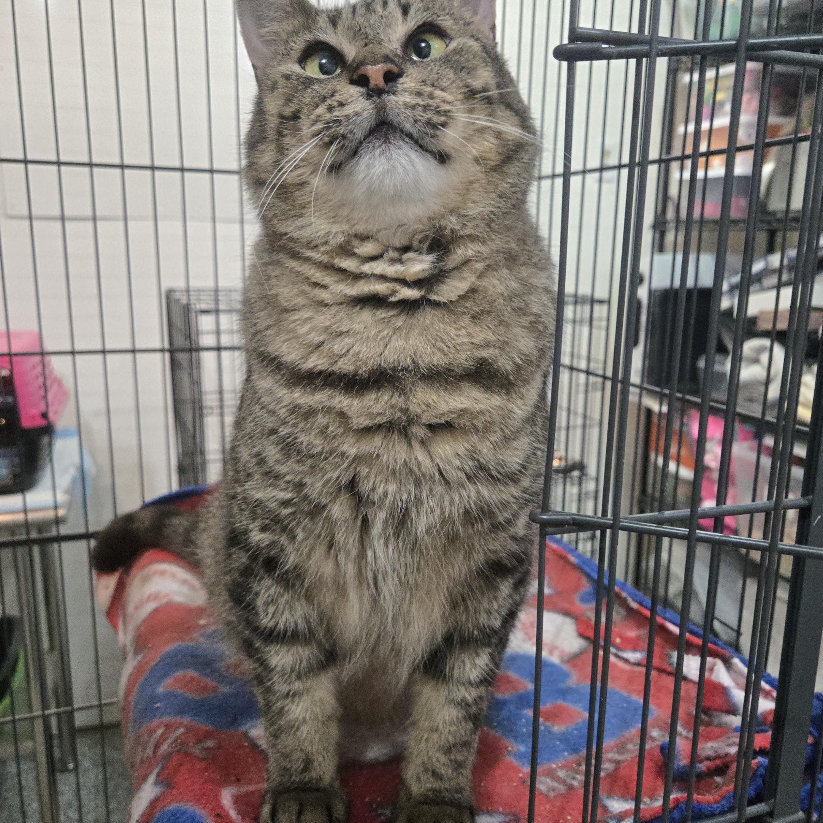 Dudly, a Adoptable Domestic Short Hair in Reeseville, WI image 5/5