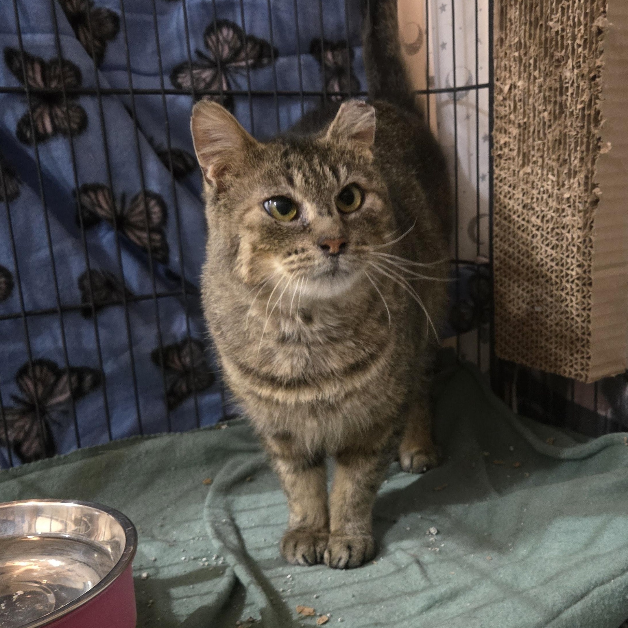 Dudly, a Adoptable Domestic Short Hair in Reeseville, WI image 2/5