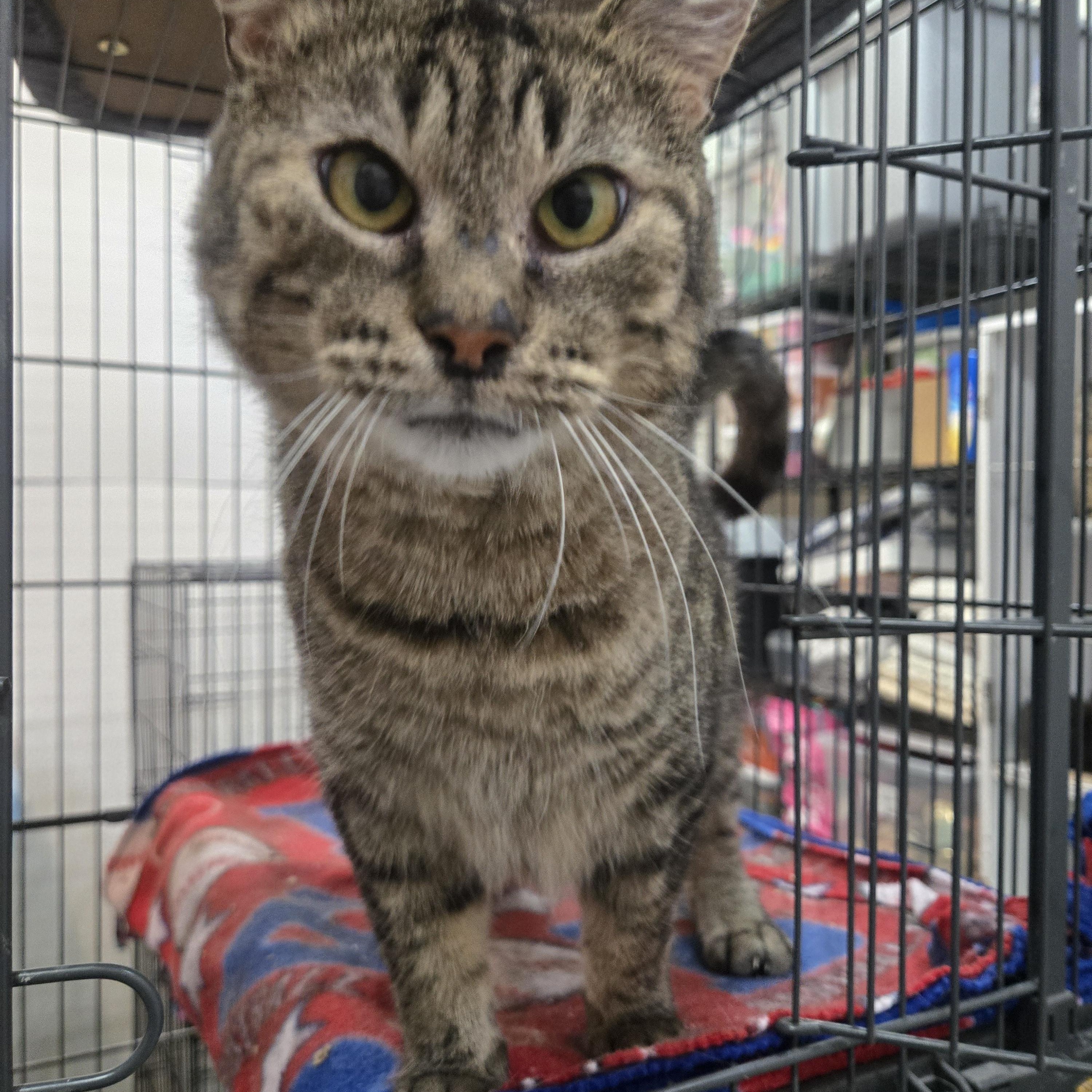 Dudly, a Adoptable Domestic Short Hair in Reeseville, WI image 4/5